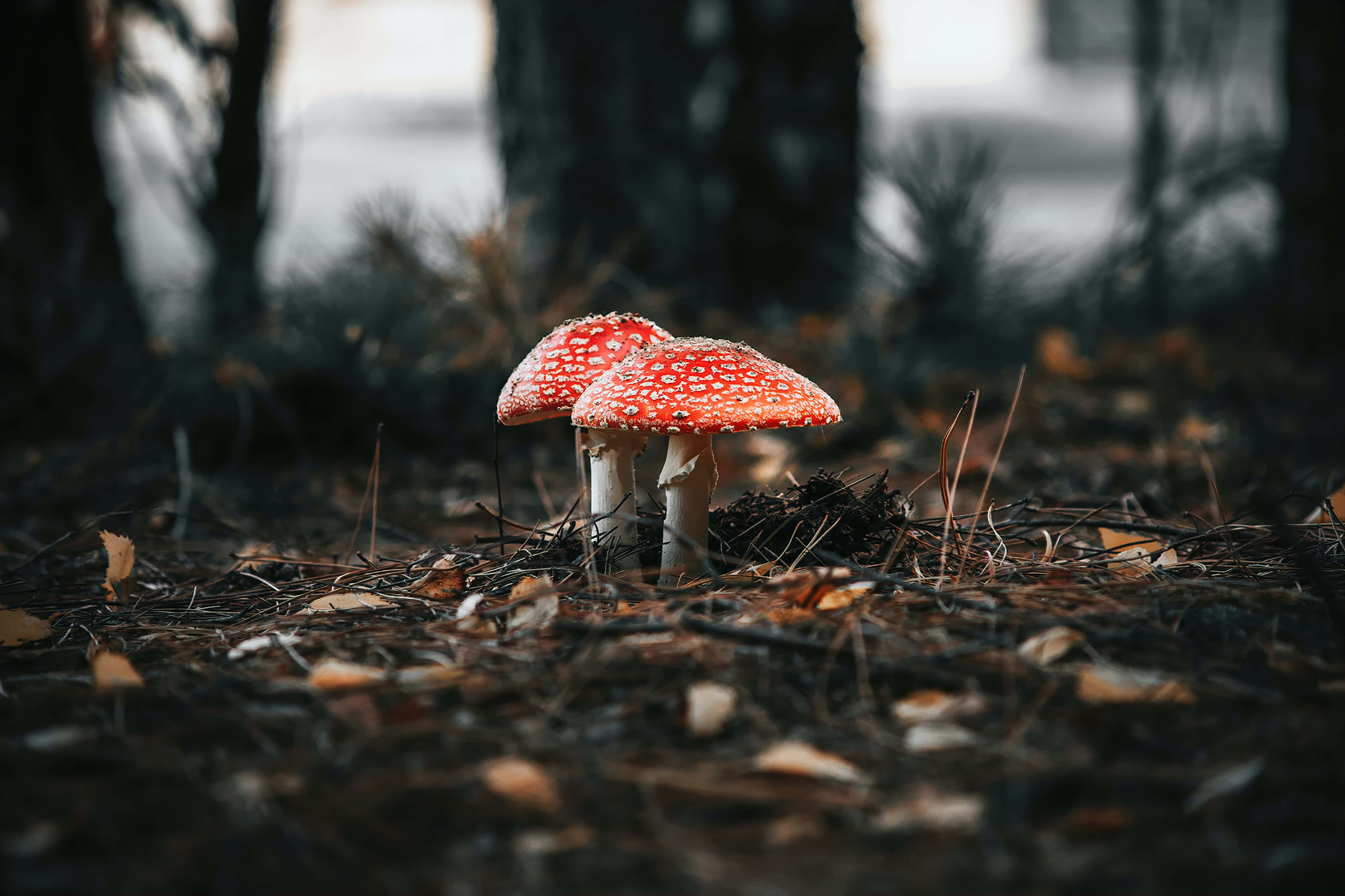 蘑菇圖片 壁紙