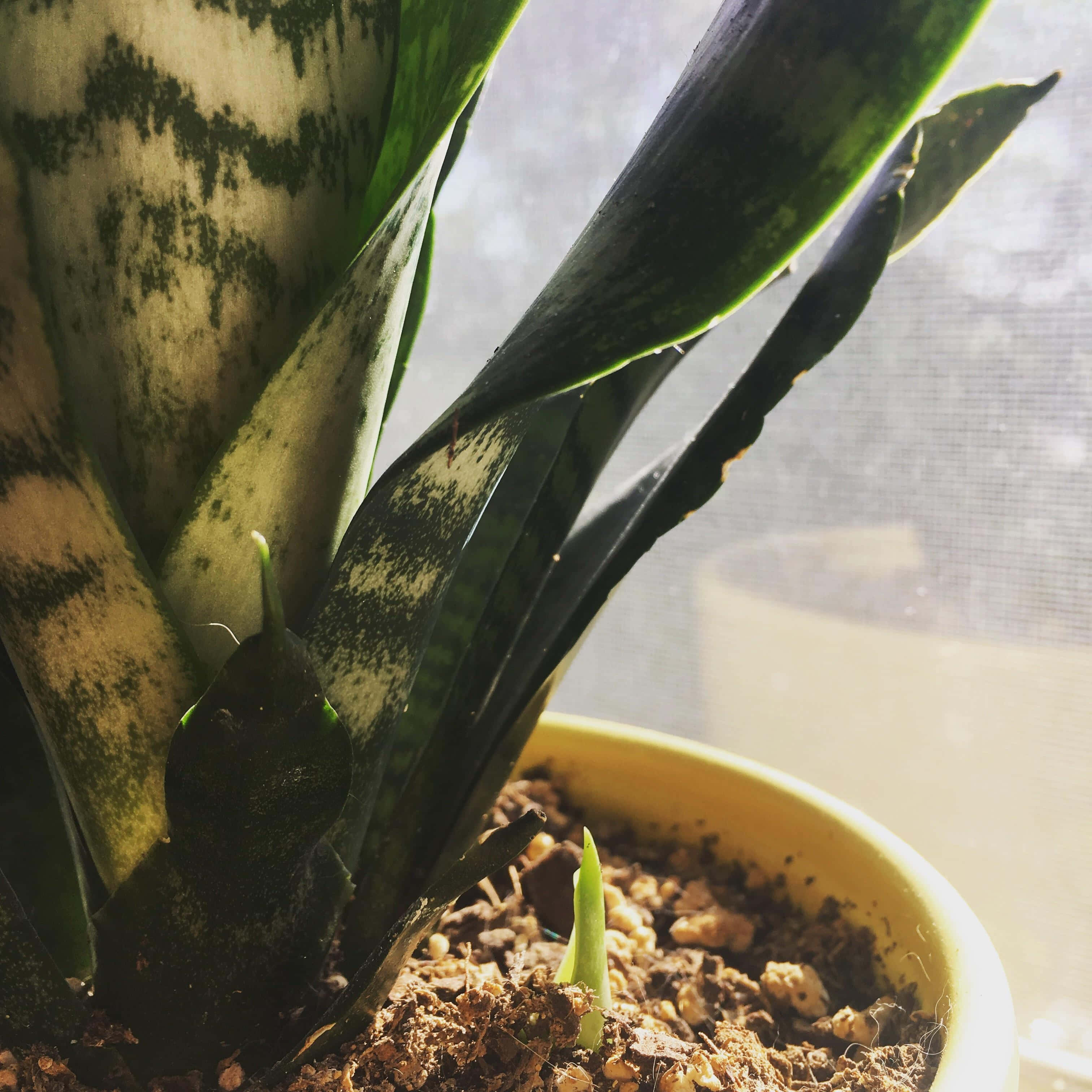 Snake Plant 桌布 壁紙 — 虎尾蘭的近距離特寫，葉片有斑駁紋理，一株新芽從窗邊黃色花盆的土壤中冒出。