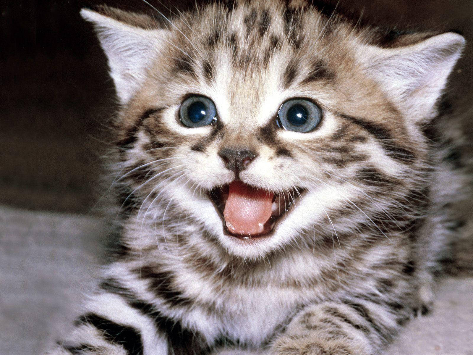 Cute Cat 桌布 壁紙 — 虎斑小貓的特寫，有大藍眼睛和張開的嘴巴，露出粉紅色的舌頭。