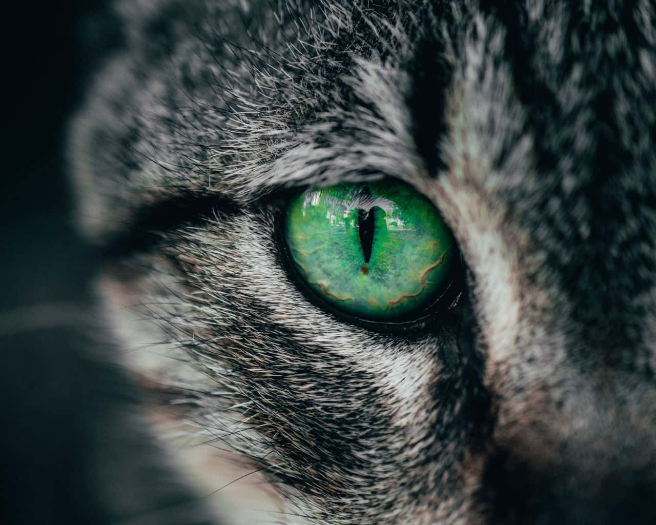 Eye 桌布 壁紙 — 虎斑貓明亮綠色眼睛的特寫，反射光線，周圍有複雜的毛髮紋理。