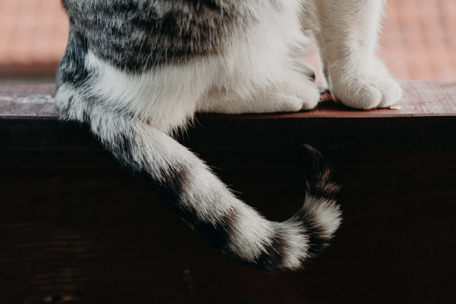 Cat Tail 桌布 壁紙 — 虎斑貓毛茸茸的尾巴和爪子特寫，放在深色木架上，背景是模糊的磚牆。
