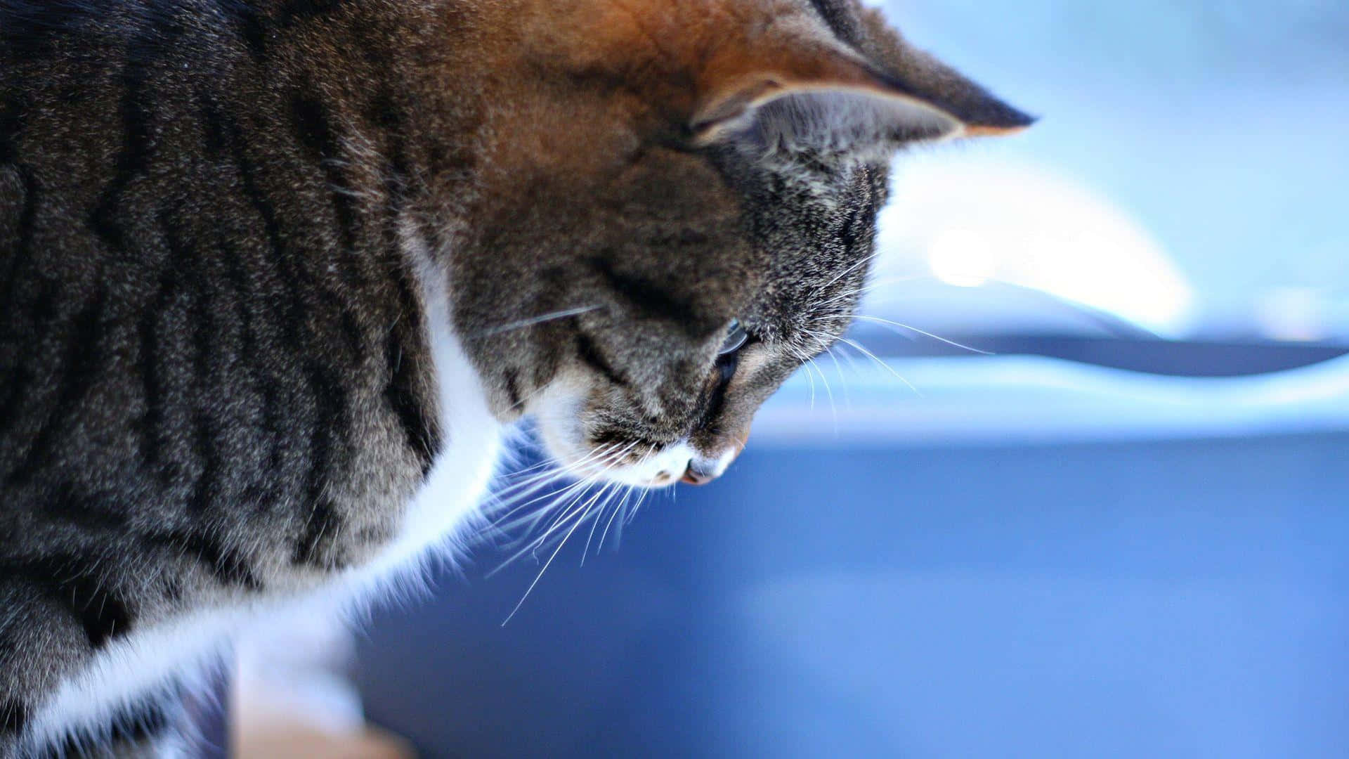 Tabby Cat 桌布 壁紙 — 虎斑貓白色胸毛向下看的特寫，背景是模糊的藍色。