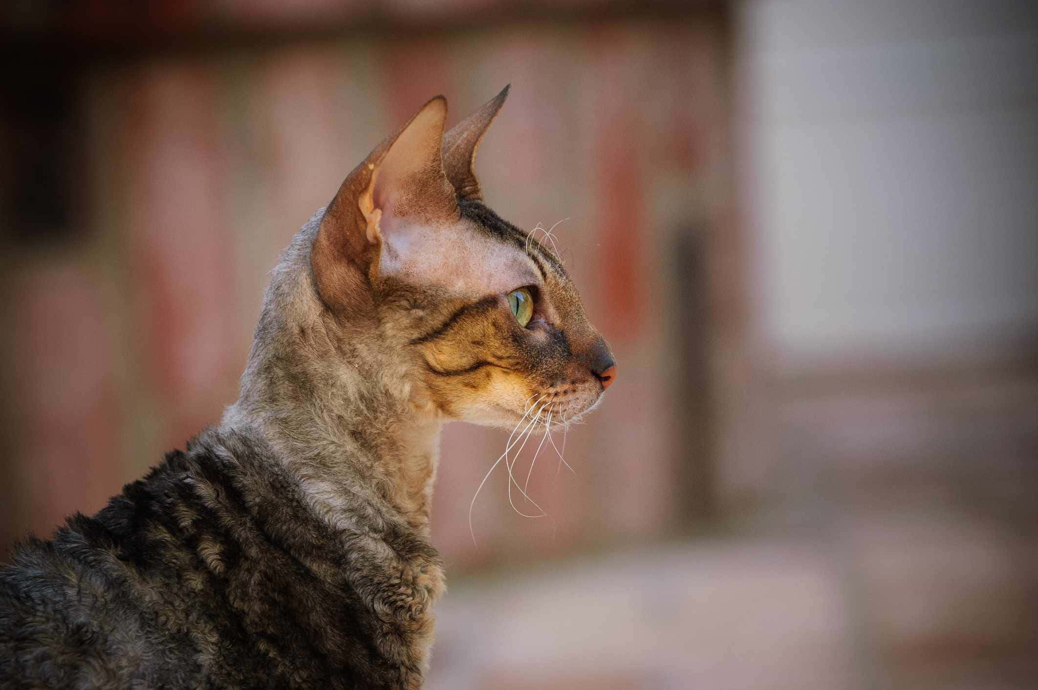 Cornish Rex 桌布 壁紙 — 虎斑貓的側面特寫，擁有引人注目的綠色眼睛，在柔和模糊的磚牆背景下若有所思地凝視。
