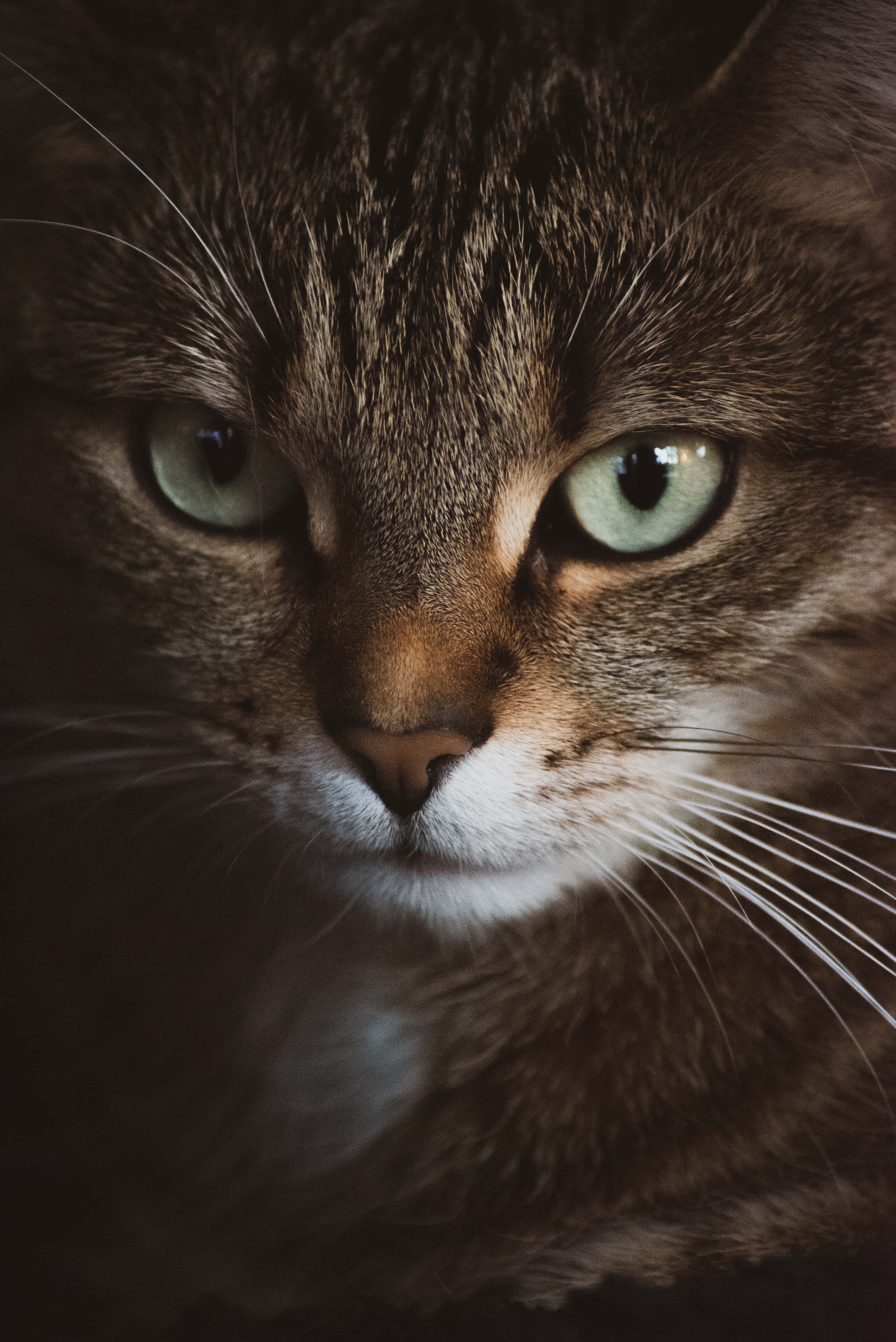 Beautiful Cats 桌布 壁紙 — 虎斑貓的強烈綠色眼睛特寫，在深色背景下直視觀眾。