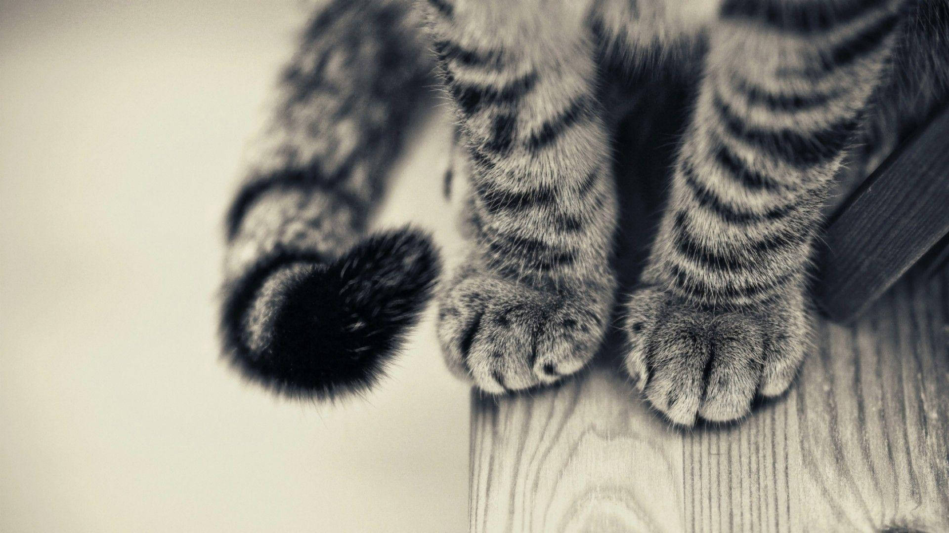 動物 桌布 壁紙 — 虎斑貓的爪子和尾巴在木質表面上休息的柔和單色調特寫。