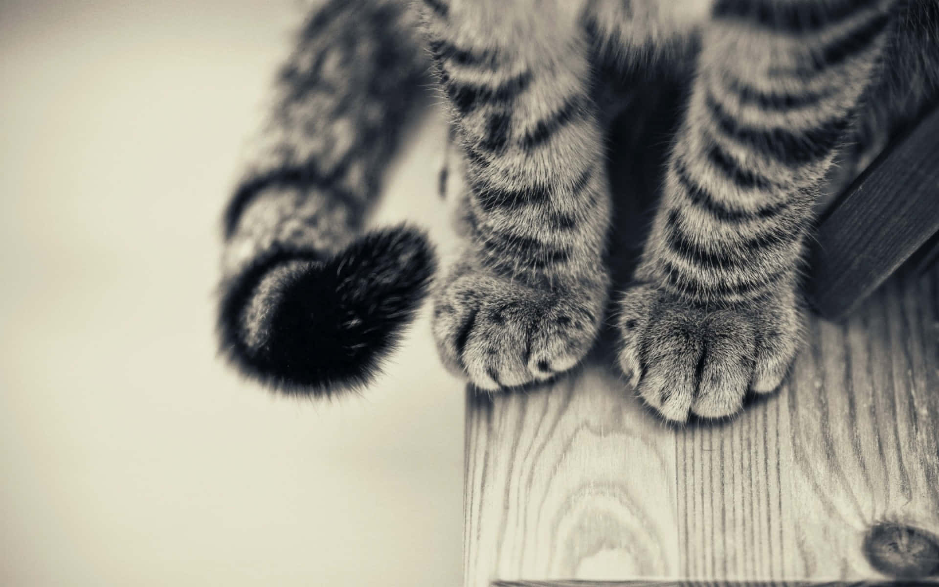 paws 桌布 壁紙 — 虎斑貓的爪子和尾巴特寫，放在木質表面上，呈現柔和單色調。