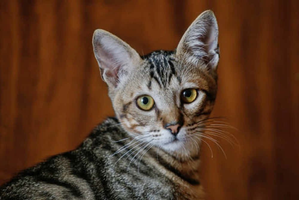 Brazilian Shorthair 桌布 壁紙 — 虎斑貓的特寫，擁有引人注目的綠色眼睛，在溫暖的木質背景下專注地凝視。
