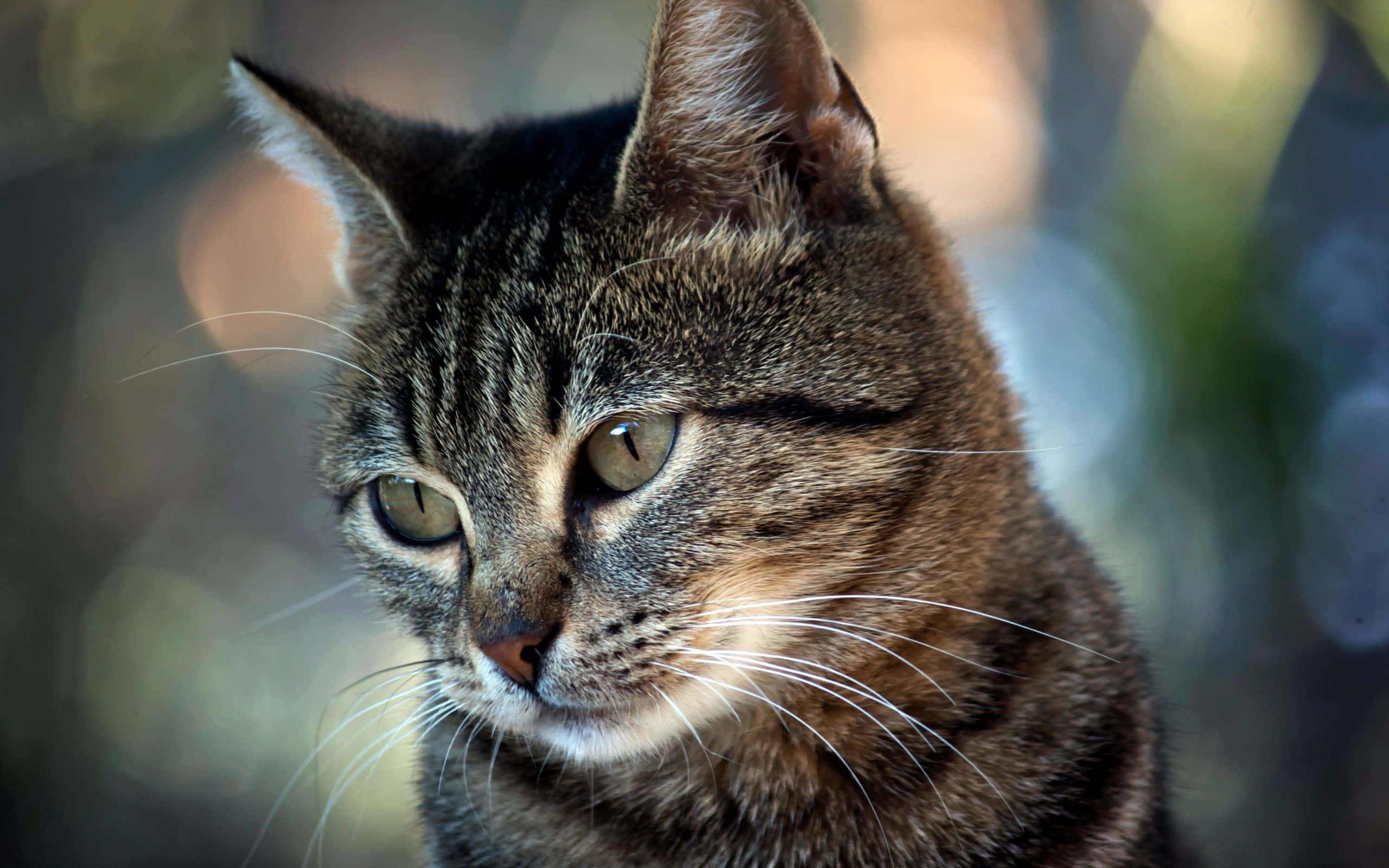 Tabby Cat 桌布 壁紙 — 虎斑貓的特寫，擁有引人注目的綠色眼睛，在柔和模糊的自然背景下專注地凝視。