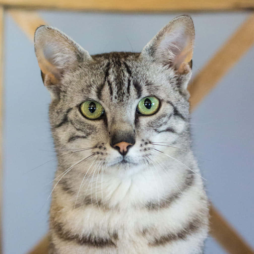 Egyptian Mau 桌布 壁紙 — 虎斑貓的特寫，擁有引人注目的綠色眼睛，直視鏡頭，背景柔和模糊。