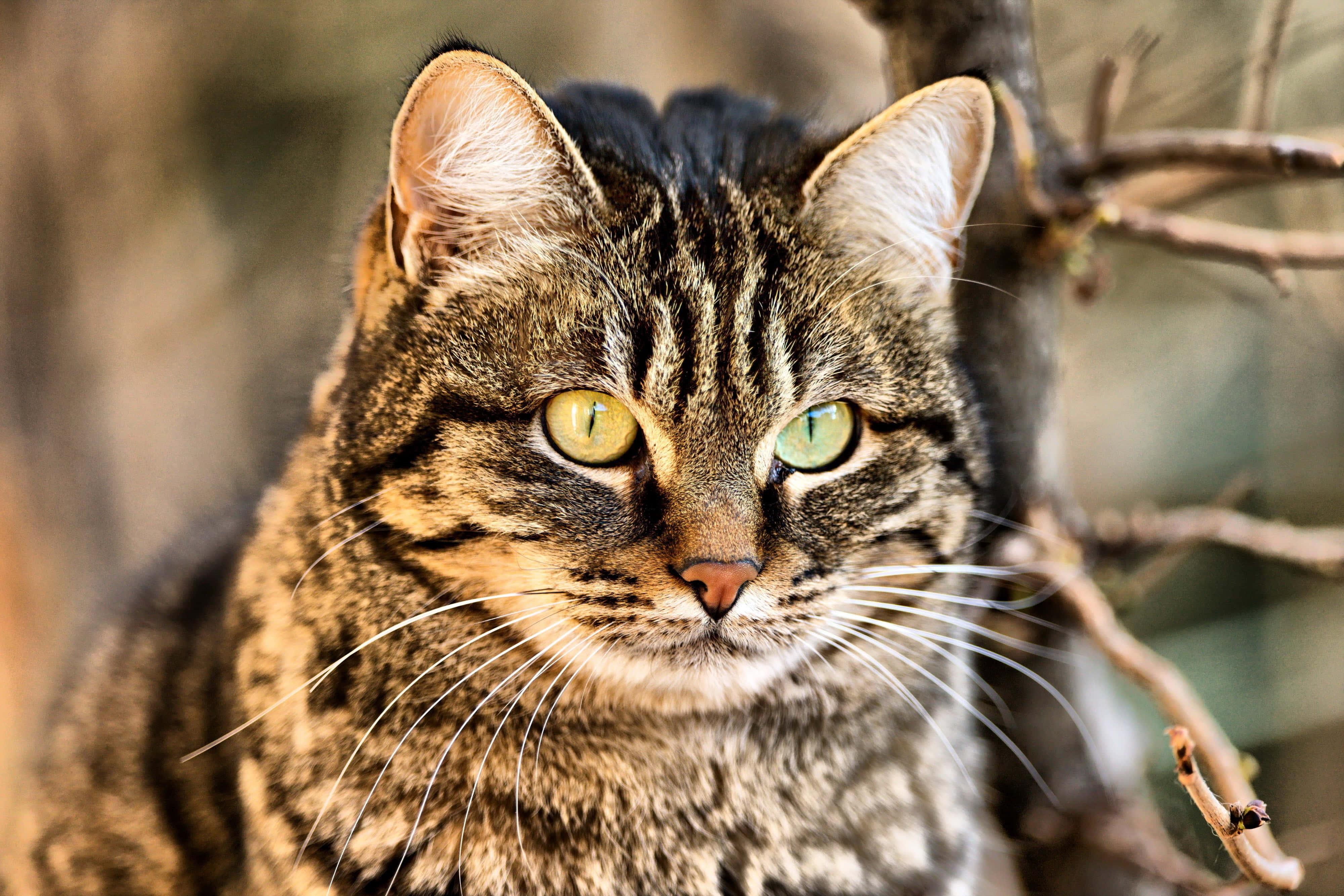 Tabby Cat 桌布 壁紙 — 虎斑貓的特寫，擁有引人注目的綠色眼睛，在模糊的自然背景下凝視著。