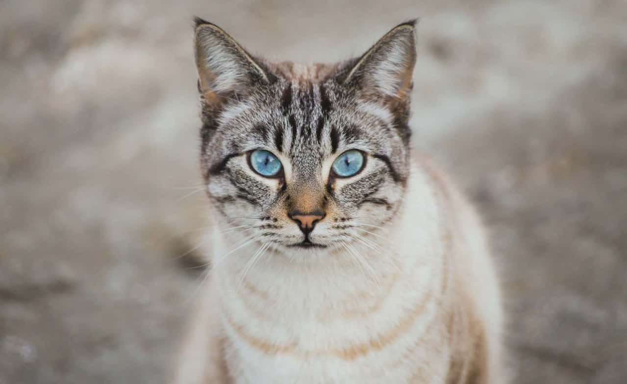 Ojos Azules Cat 桌布 壁紙 — 虎斑貓的特寫，擁有引人注目的藍色眼睛，直視鏡頭，背景是模糊的大地色調。