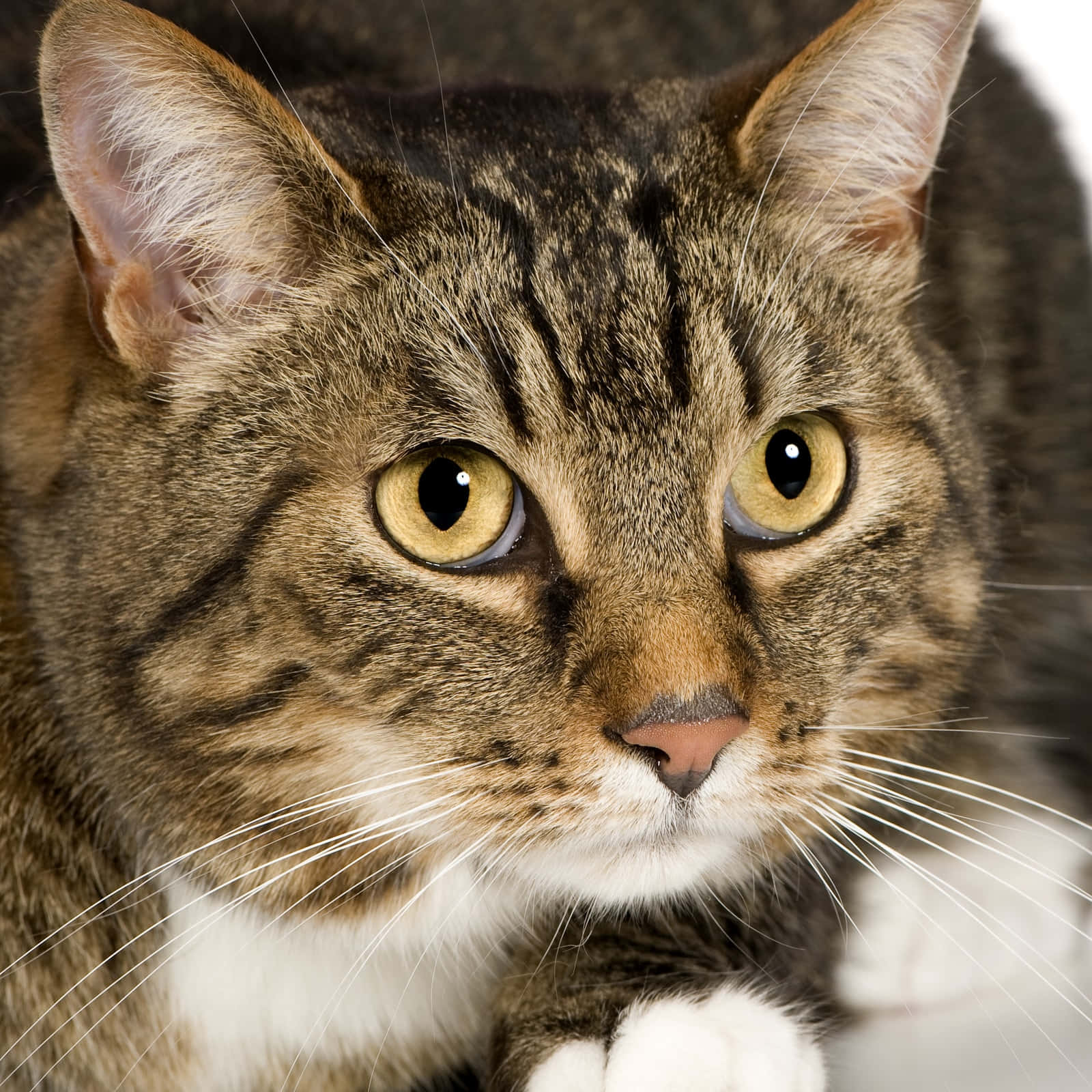 European Shorthair 桌布 壁紙 — 虎斑貓的特寫，擁有引人注目的黃色眼睛和白色爪子，專注地凝視著相機。