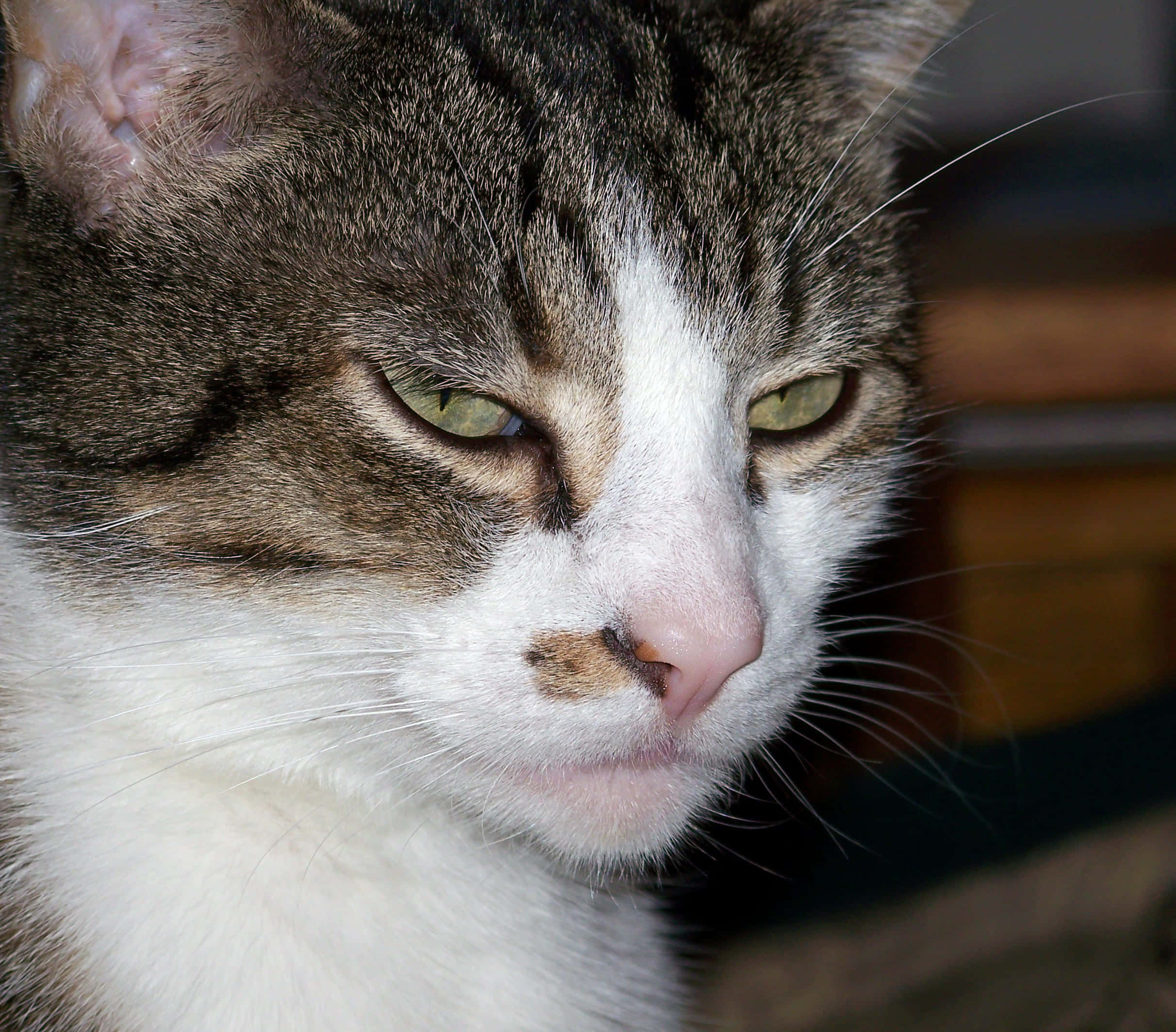 Grumpy Cat 桌布 壁紙 — 虎斑貓的特寫，有綠色眼睛和白色口鼻，側面看著，表情平靜。