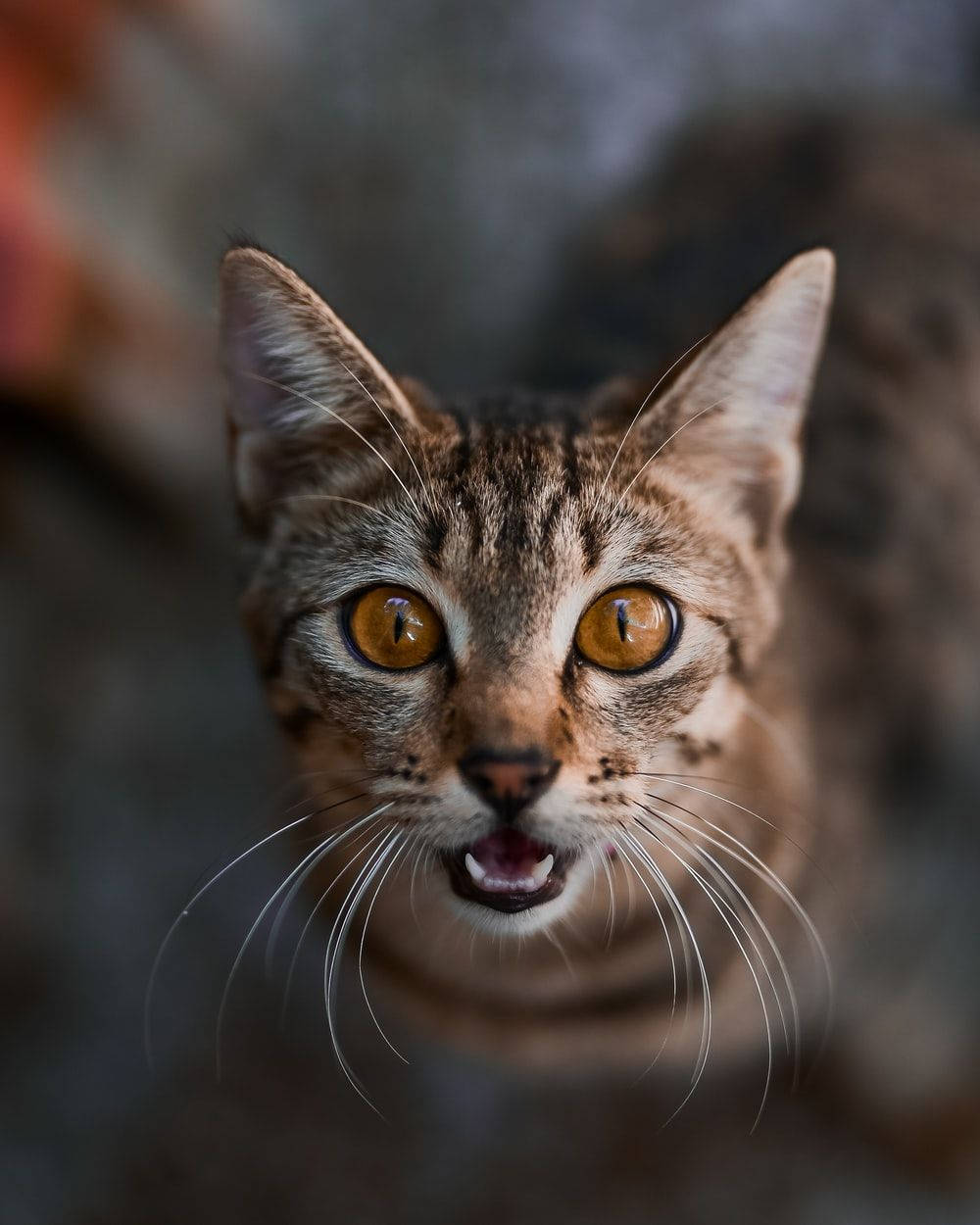 Cute Cat Love 桌布 壁紙 — 虎斑貓的特寫，睜大琥珀色的眼睛，張開嘴巴，直視鏡頭。