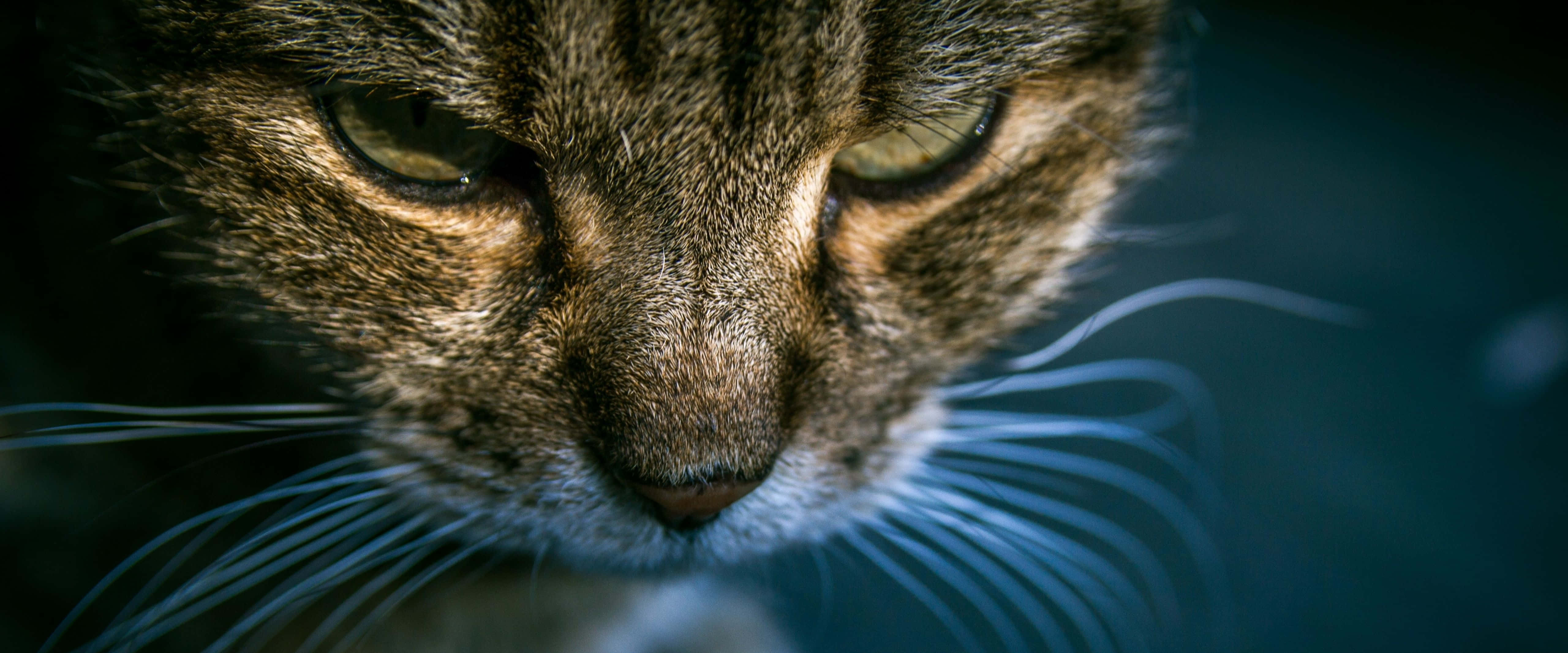 Tabby Cat 桌布 壁紙 — 虎斑貓的特寫，銳利的鬍鬚和柔軟的毛髮，在深藍色背景上展現出強烈的眼神。