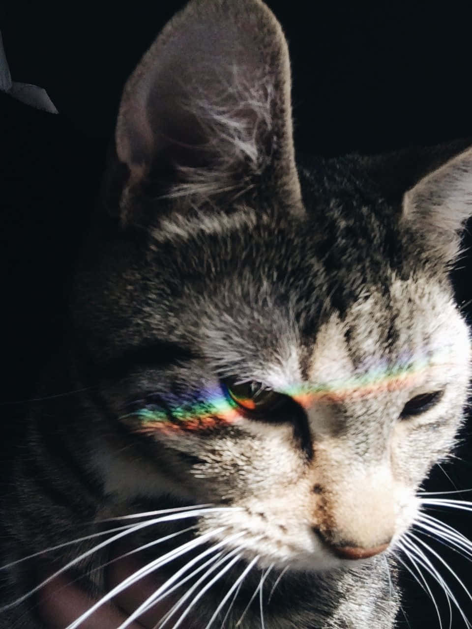 美學貓咪動圖 桌布 壁紙 — 虎斑貓的臉被彩虹棱鏡照亮，在黑暗背景下，彩色光線穿過其眼睛和額頭。