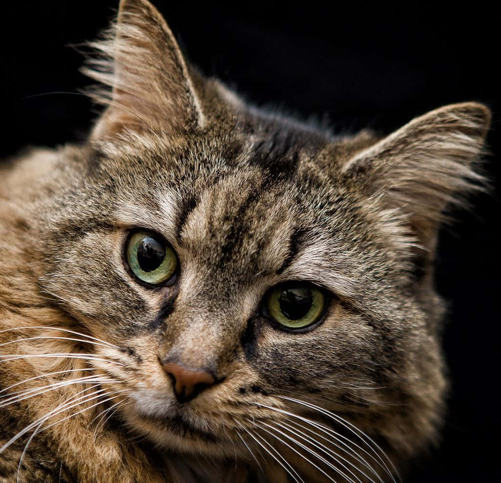 Tabby Cat 桌布 壁紙 — 虎斑貓的近距離特寫，擁有引人注目的綠色眼睛，在黑色背景下專注地凝視。