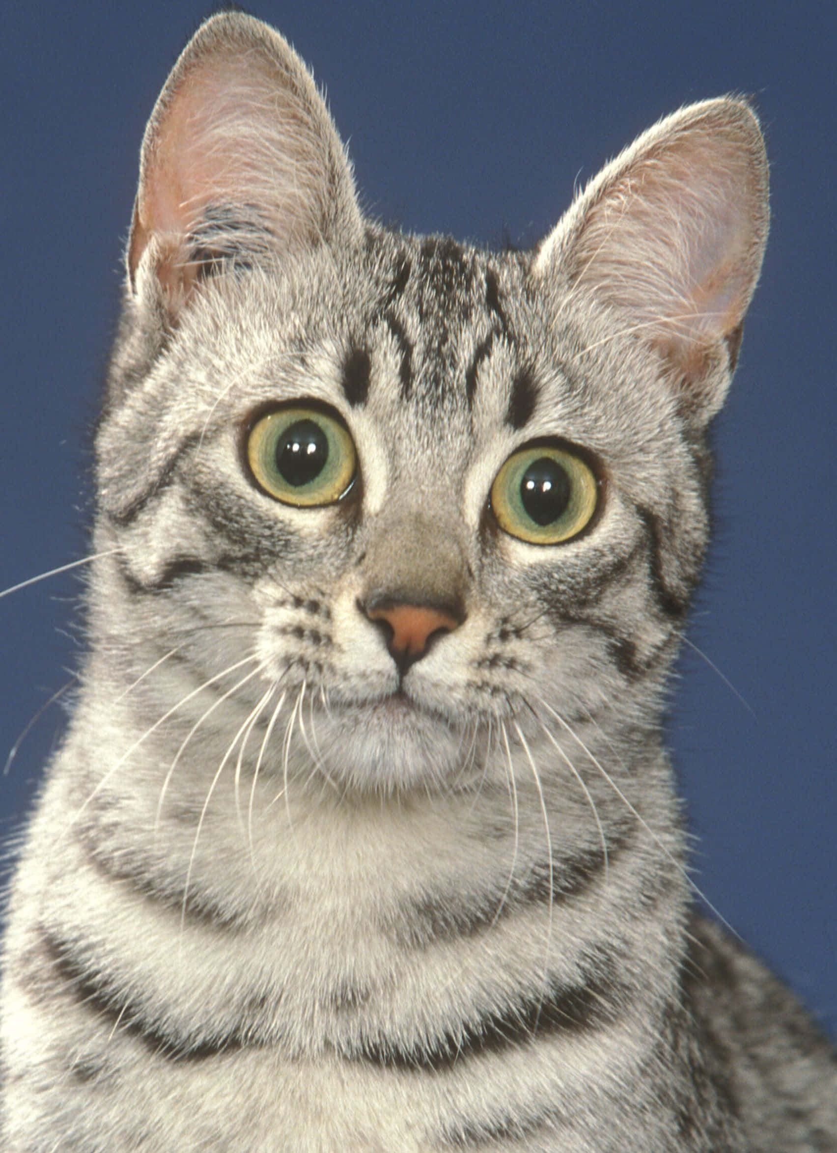 Egyptian Mau 桌布 壁紙 — 虎斑貓的近距離特寫，擁有引人注目的綠色眼睛，直視鏡頭，背景為純藍色。
