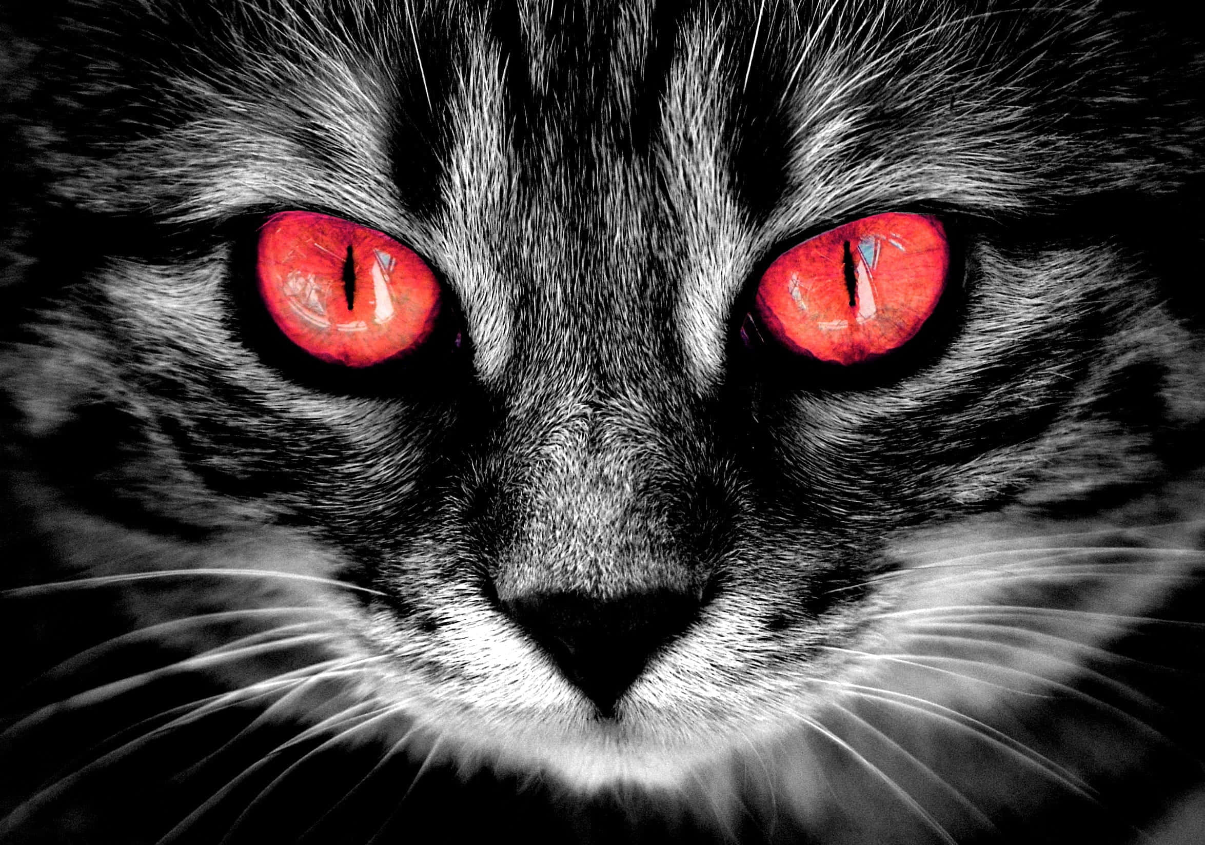 Cat Eyes 桌布 壁紙 — 虎斑貓臉部特寫，帶有強烈發光的紅色眼睛，背景為黑白毛皮。
