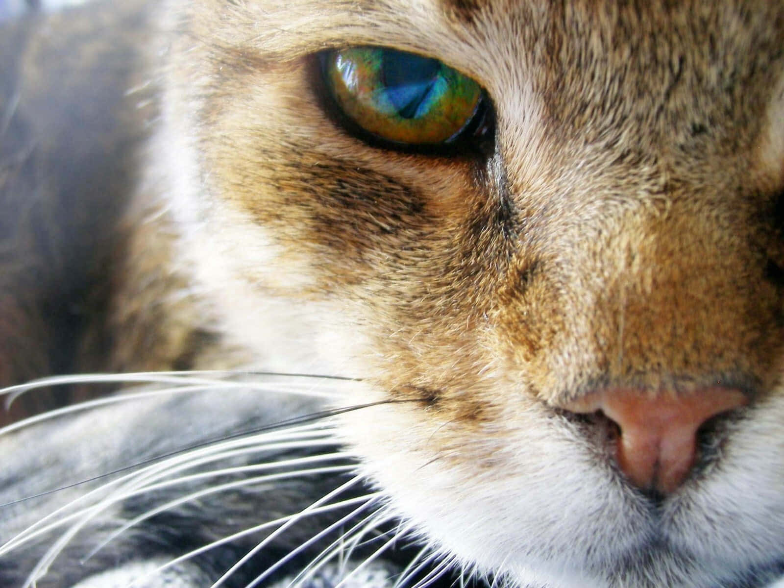 Cat Eyes 桌布 壁紙 — 虎斑貓臉部特寫，擁有迷人的多色眼睛和柔軟的毛髮。