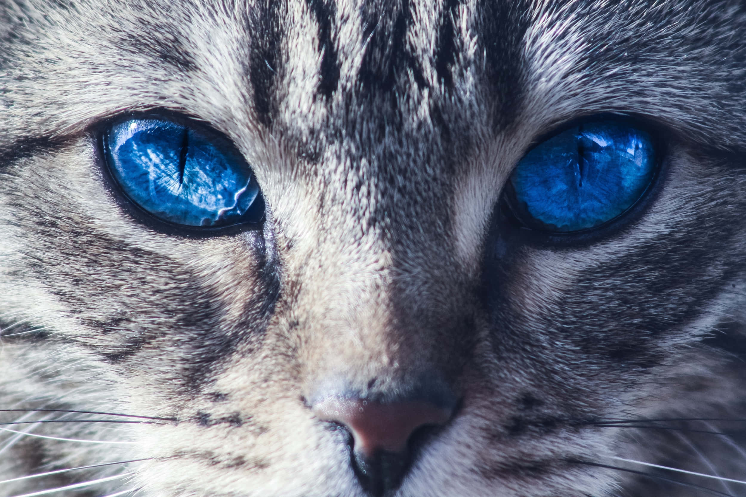 Ojos Azules Cat 桌布 壁紙 — 虎斑貓臉部特寫，擁有銳利的亮藍色眼睛和細緻的毛髮紋理。