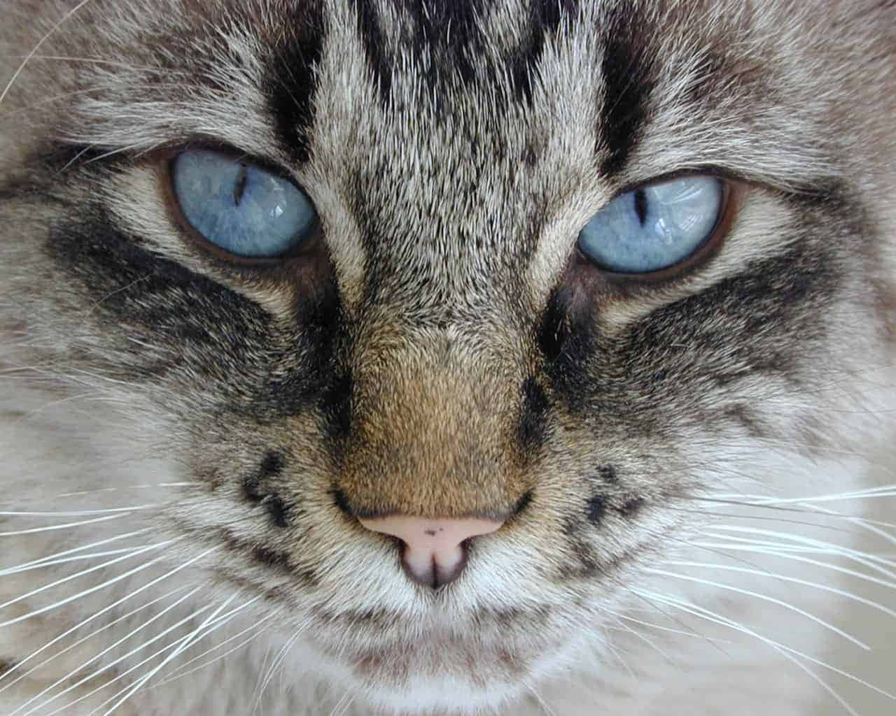 Cat Eyes 桌布 壁紙 — 虎斑貓臉部特寫，擁有銳利的藍色眼睛和柔軟的毛髮，直視鏡頭。