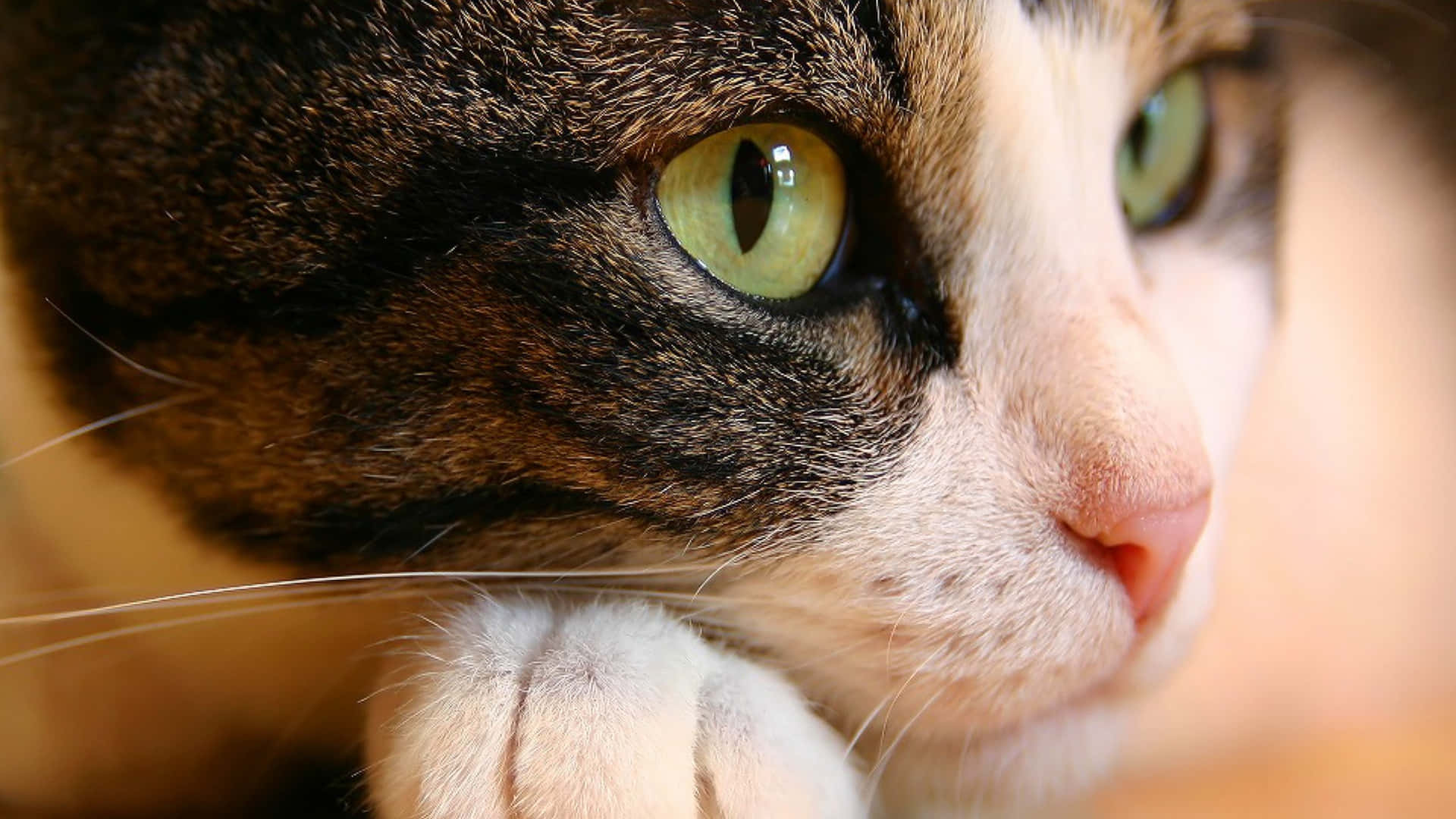 Cat Eyes 桌布 壁紙 — 虎斑貓臉部特寫，有引人注目的綠色眼睛和靠近嘴巴的白色爪子。