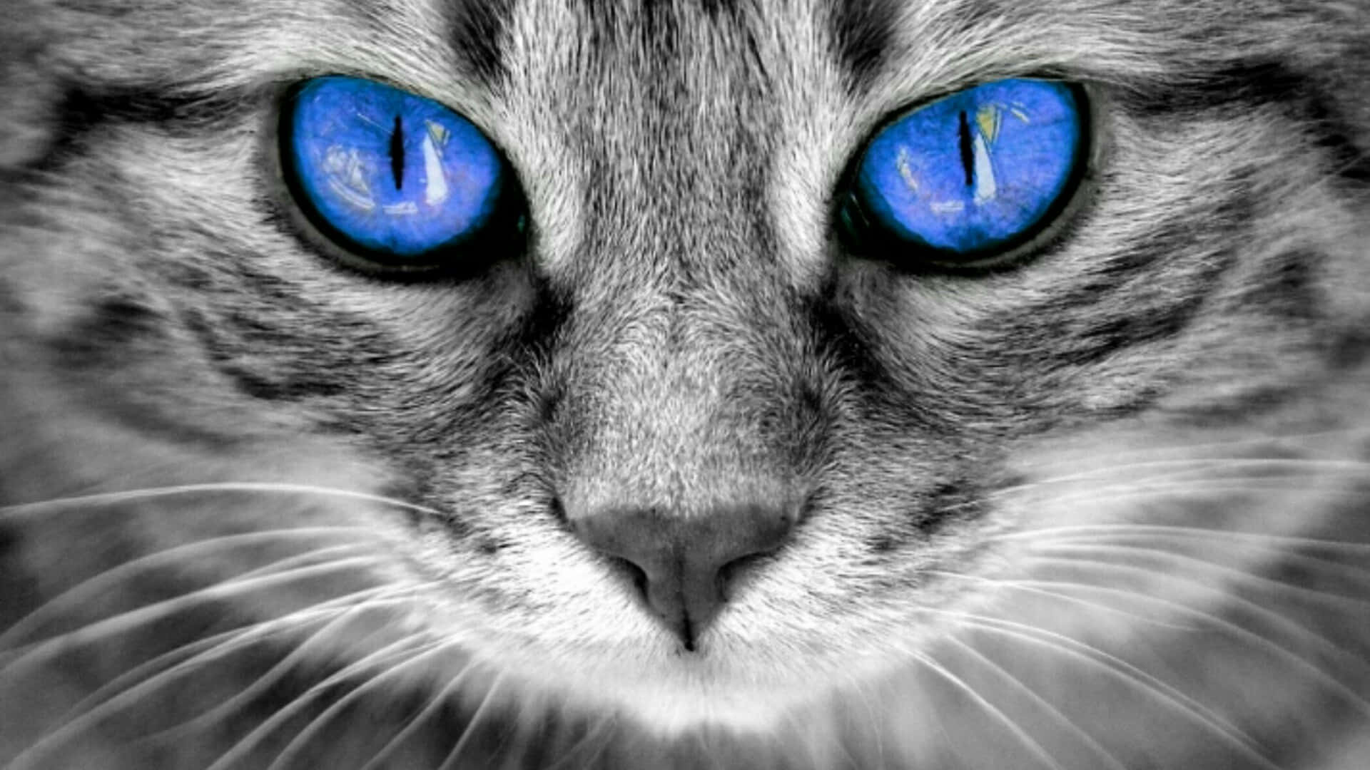 Cat Eyes 桌布 壁紙 — 虎斑貓臉部特寫，有銳利的藍眼睛和單色毛髮。