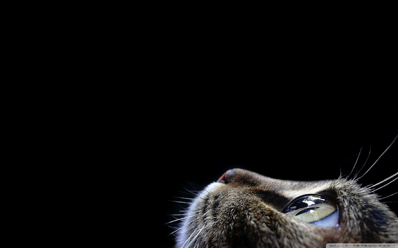 Inquisitive 桌布 壁紙 — 虎斑貓臉部特寫，黑色背景，一隻眼睛發光，鬍鬚可見。