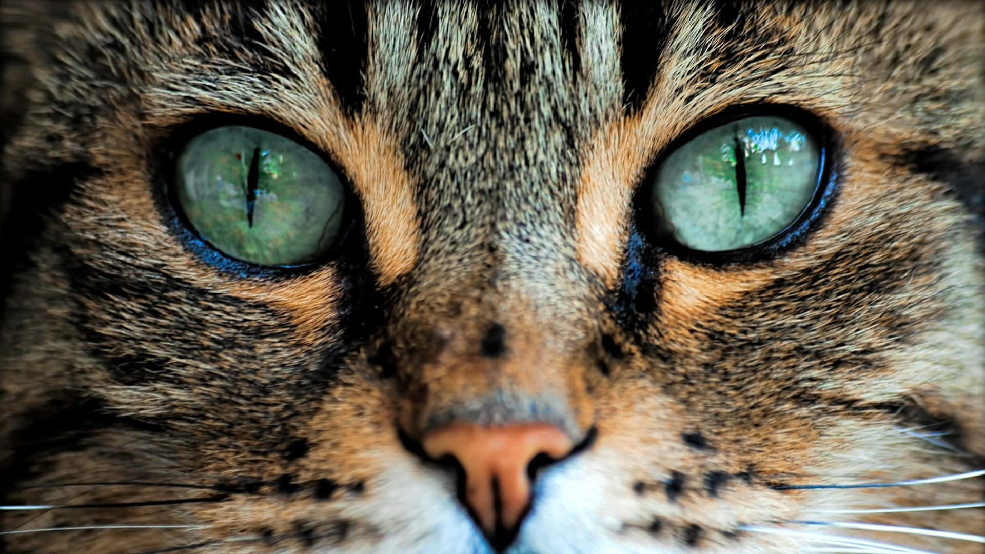 Cat Eyes 桌布 壁紙 — 虎斑貓臉部的強烈特寫，帶有鮮綠色眼睛和細緻的毛髮質感。