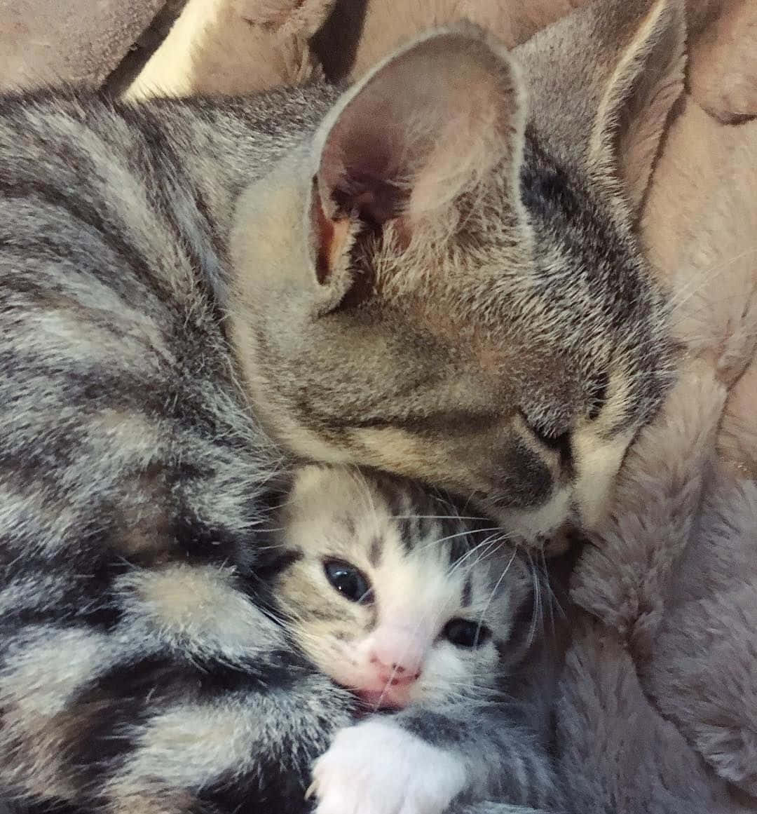 Hugging 桌布 壁紙 — 虎斑貓輕輕地用鼻子蹭著依偎在柔軟米色毛皮中的細小條紋小貓。