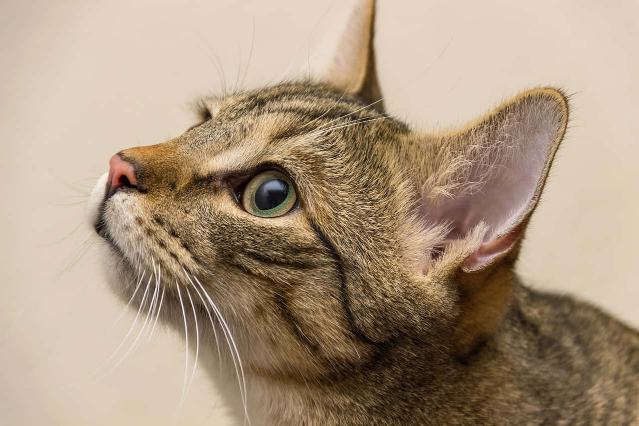 Brazilian Shorthair 桌布 壁紙 — 虎斑貓頭部向上傾斜的特寫，擁有強烈的綠色眼睛和柔軟的米色毛髮，背景為純色。