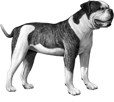 虎斑鬥牛犬側身直立 壁紙