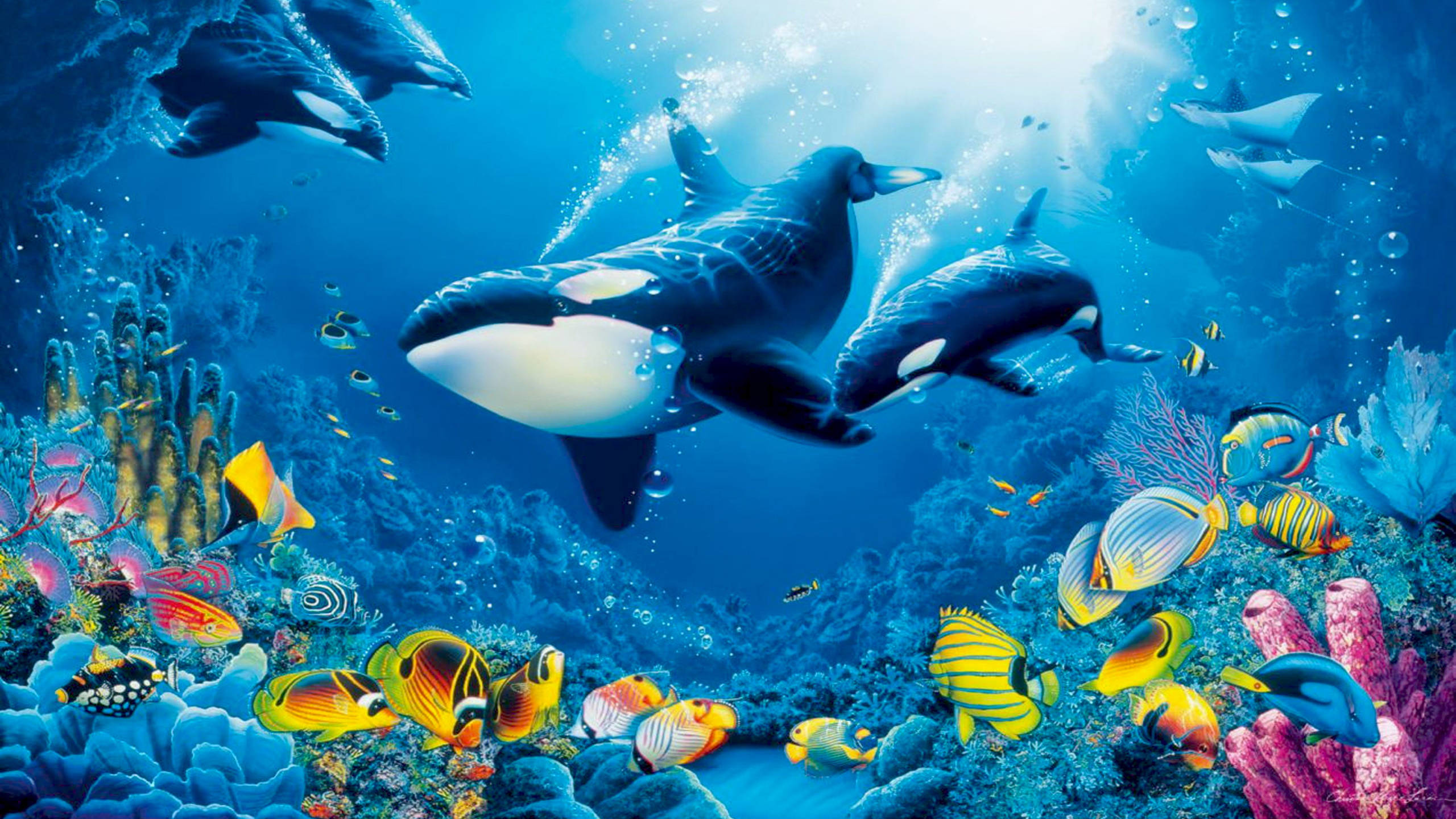 Swimming 桌布 壁紙 — 虎鯨在陽光普照的碧綠海水中滑行，下方是充滿色彩繽紛熱帶魚的 vibrant 珊瑚礁。