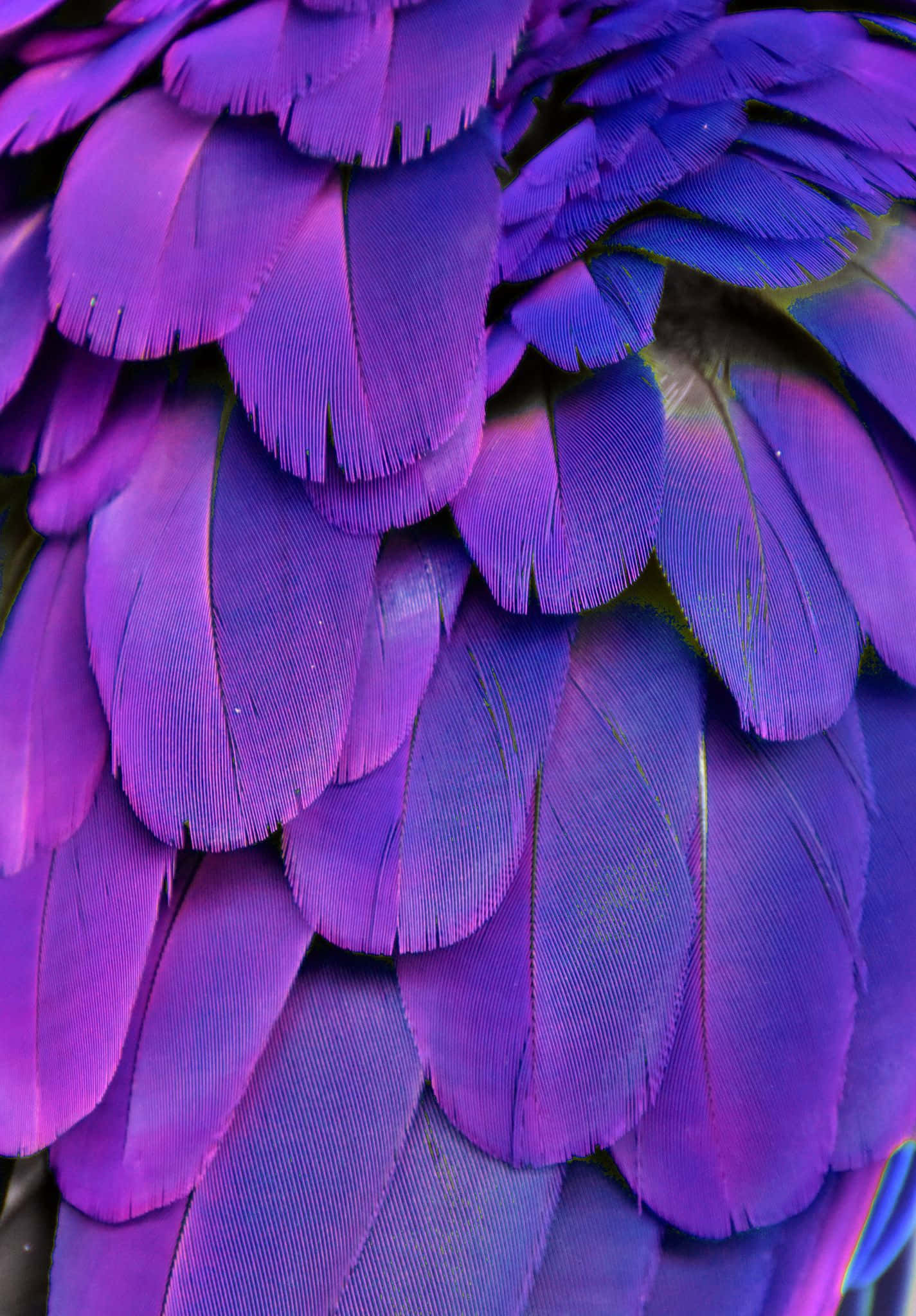 Purple Feathers 桌布 壁紙 — 虹彩紫色和藍色羽毛的特寫，帶有細小倒刺和分層紋理。