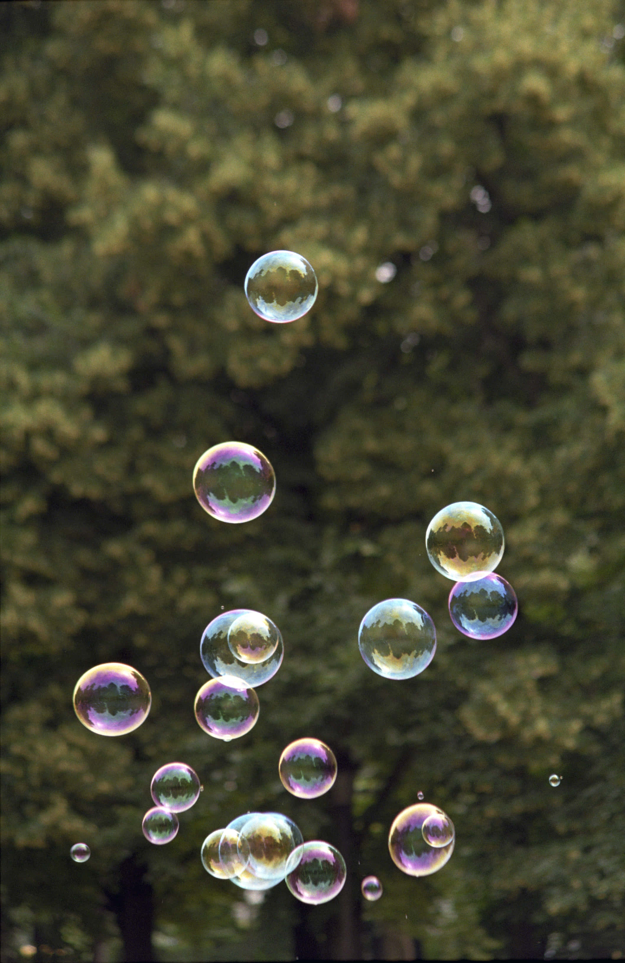 Bubble 桌布 壁紙 — 虹彩肥皂泡在柔和的翠綠樹木背景下優雅飄浮。