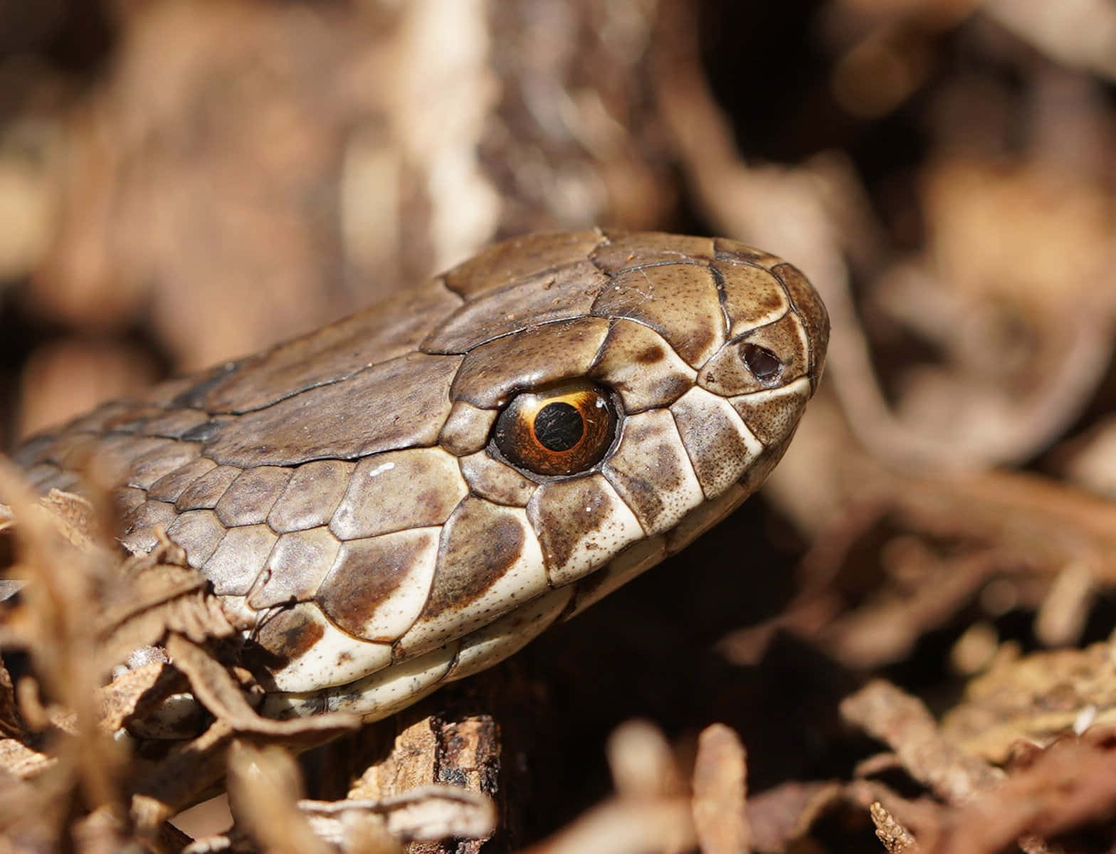 Copperhead Snake 桌布 壁紙 — 蛇頭特寫，有細緻鱗片和琥珀色眼睛，躺在乾燥的棕色樹葉中。