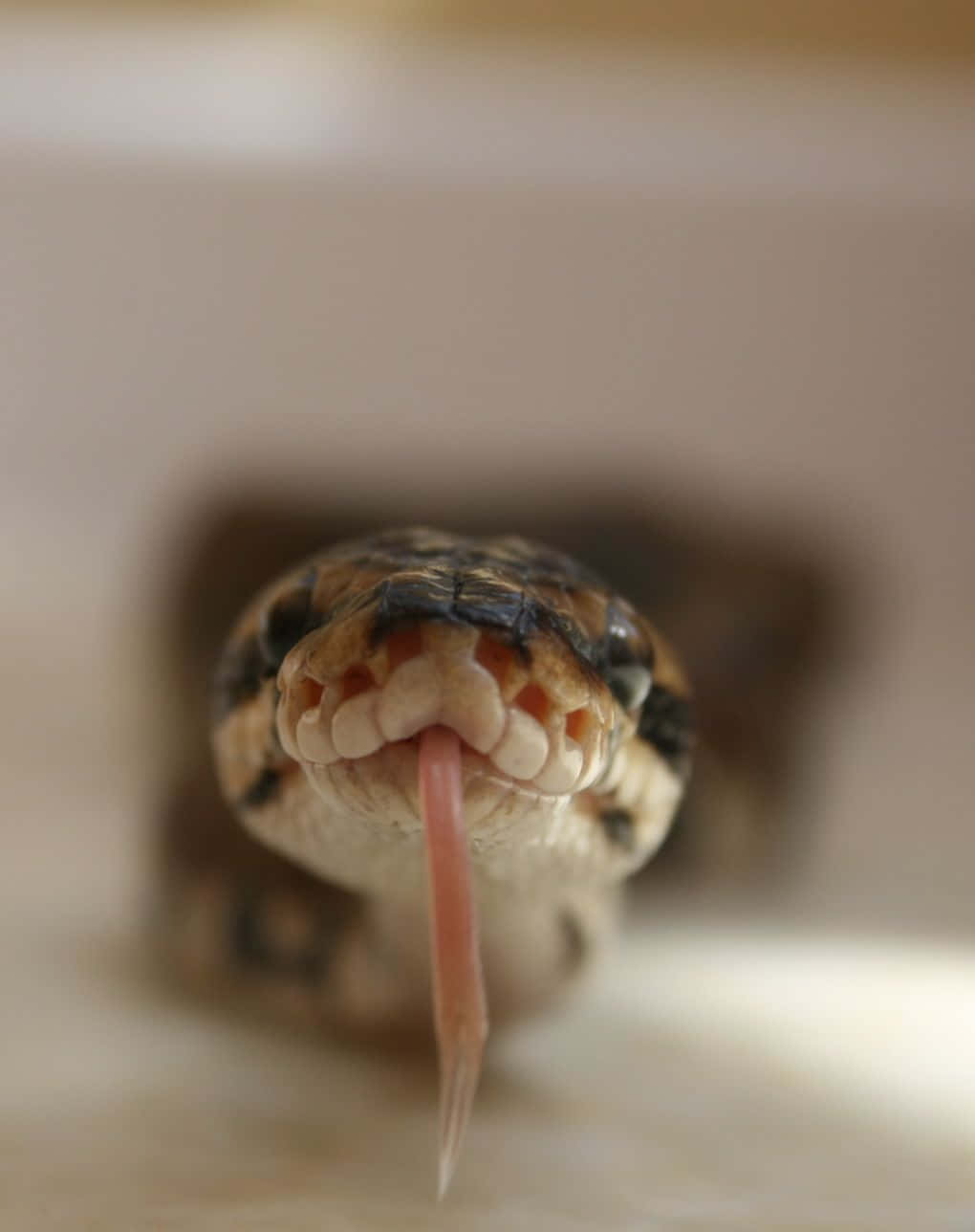snakes 桌布 壁紙 — 蛇頭特寫照片，分叉的舌頭伸出，背景為模糊的米色。