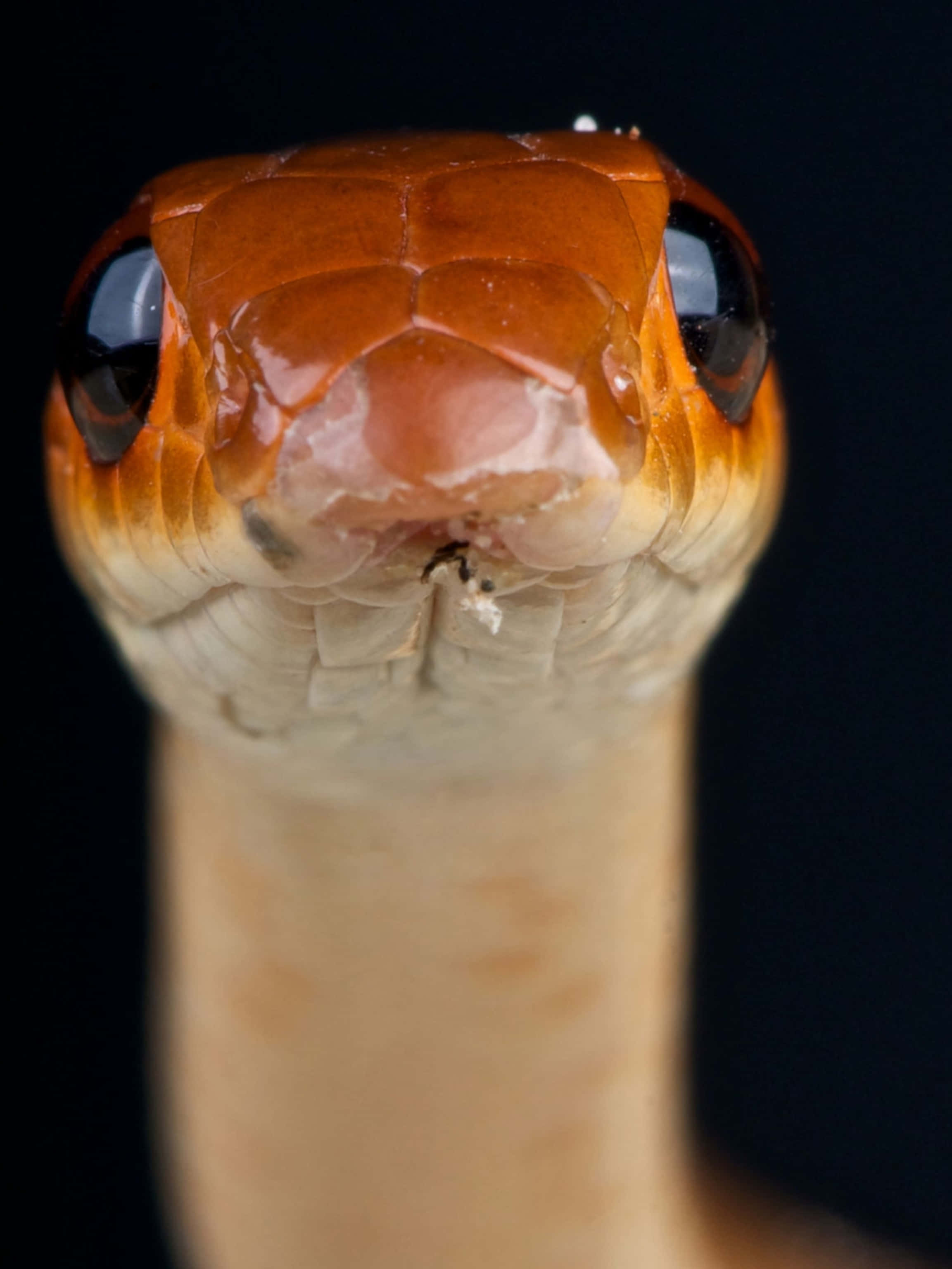 snakes 桌布 壁紙 — 蛇頭的近距離照片，帶有光澤的橙色鱗片和強烈的黑色眼睛，背景為黑色。