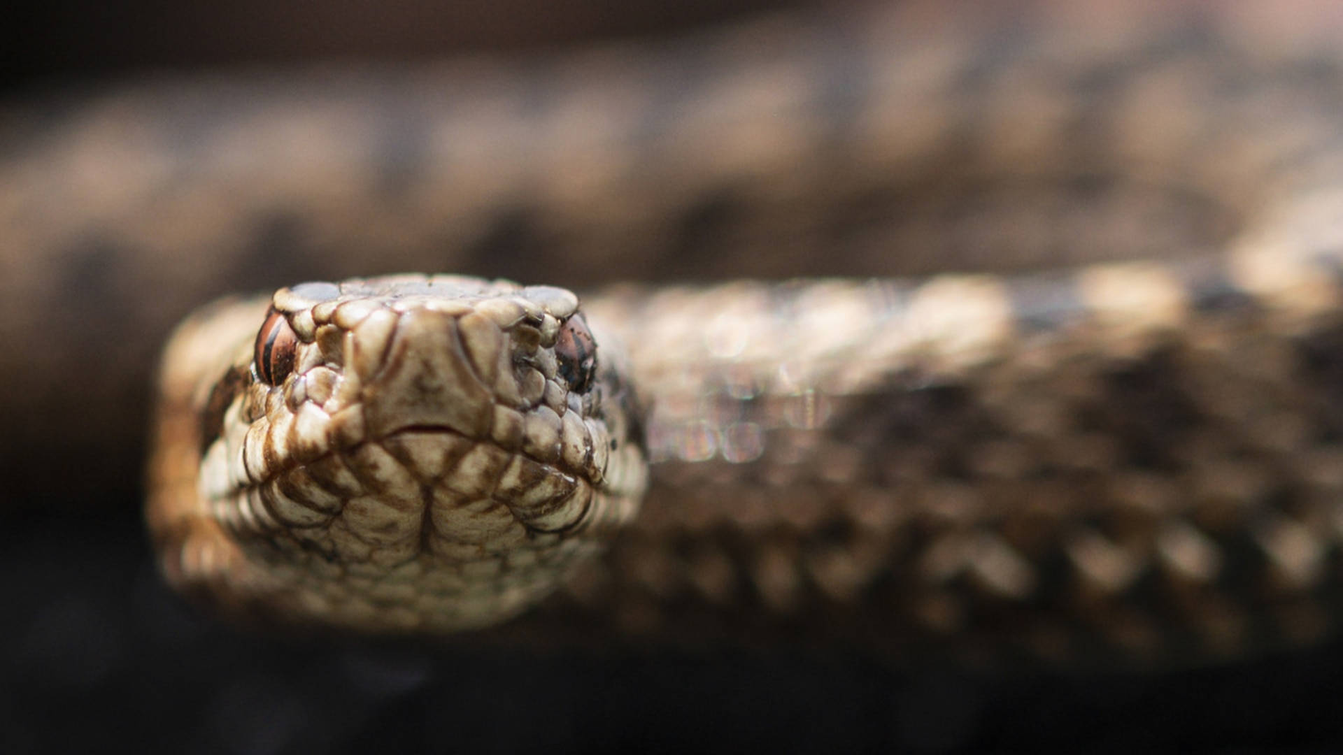 reptile 桌布 壁紙 — 蛇頭的近距離照片，細節鱗片和聚焦的眼睛，背景模糊的泥土色。