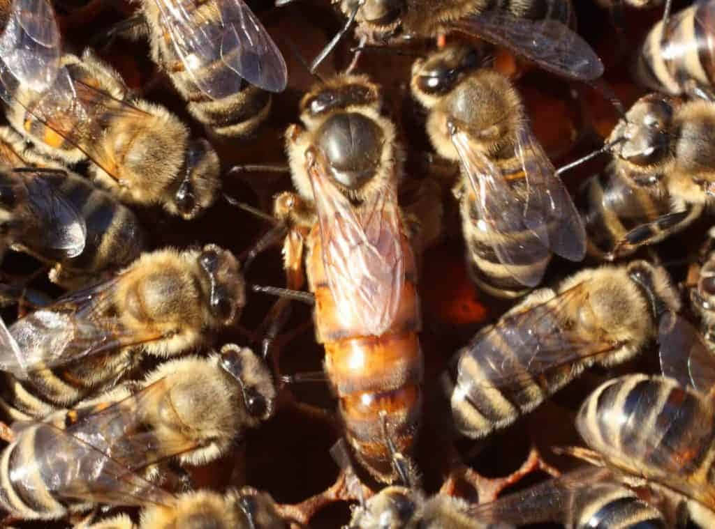 Queen Bee 桌布 壁紙 — 蜂后在蜂巢上被工蜂包圍的特寫照片，展示詳細的翅膀和毛茸茸的身體。