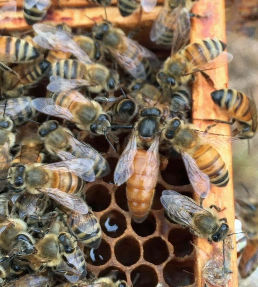 Queen Bee 桌布 壁紙 — 蜂后近距離照片，被工蜂包圍在蜂巢框架上。