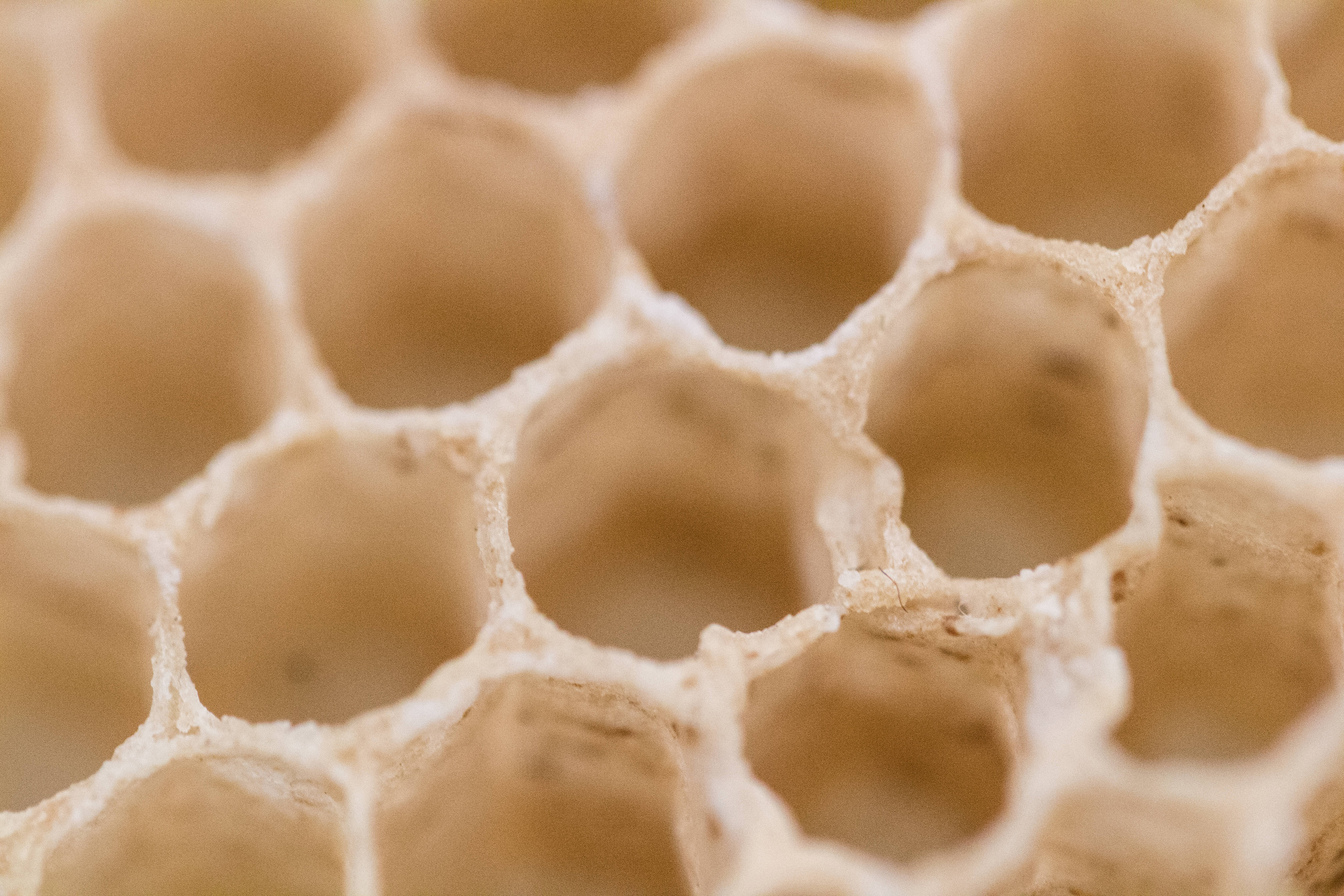 Honeycomb 桌布 壁紙 — 蜂巢六角形蠟細胞的微距特寫，呈現溫暖米色調，景深柔和。