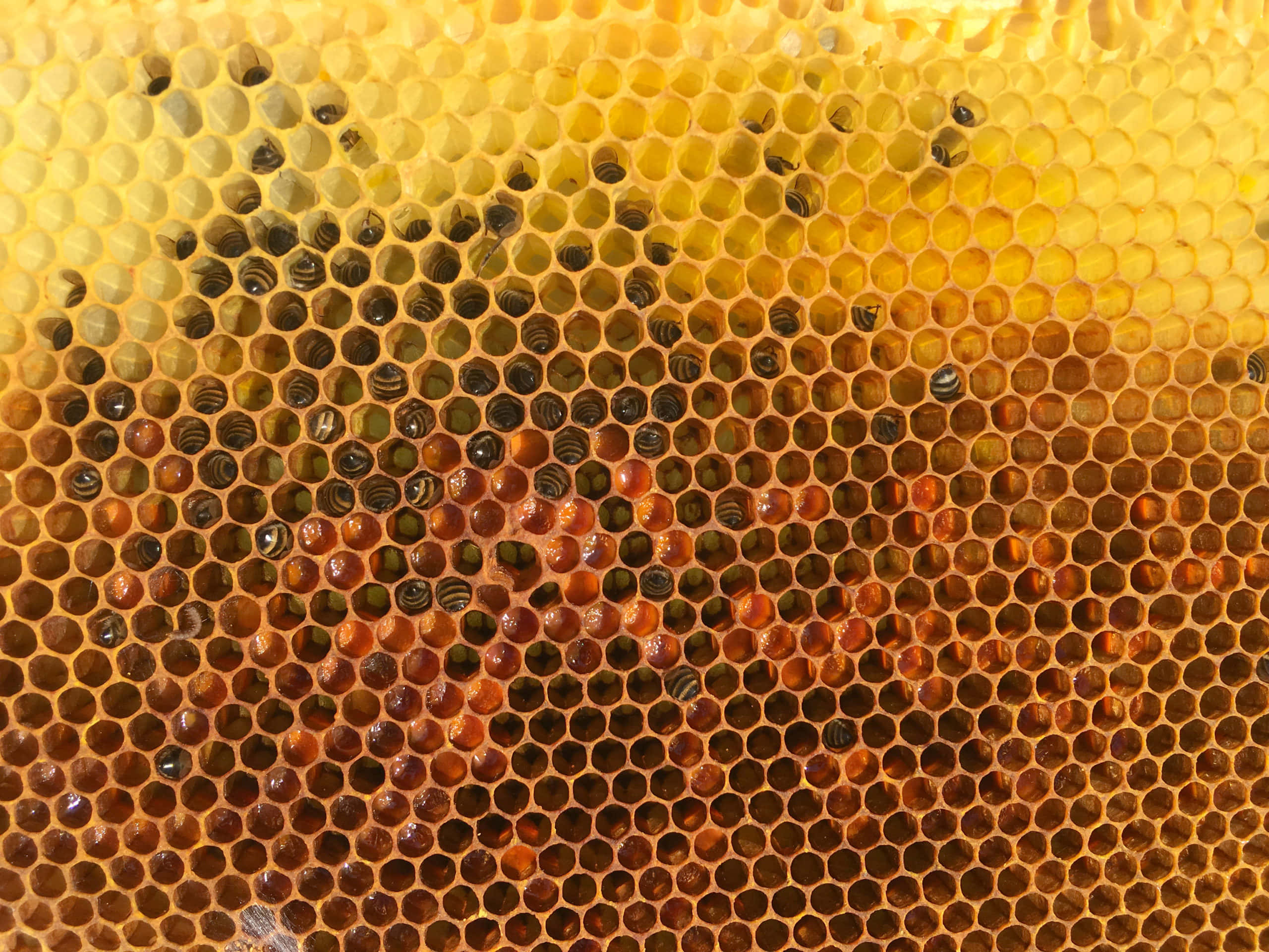 Bee 桌布 壁紙 — 蜂巢的微距特寫，六角形蜂室內充滿金黃色的蜂蜜和正在發育的蜜蜂幼蟲。