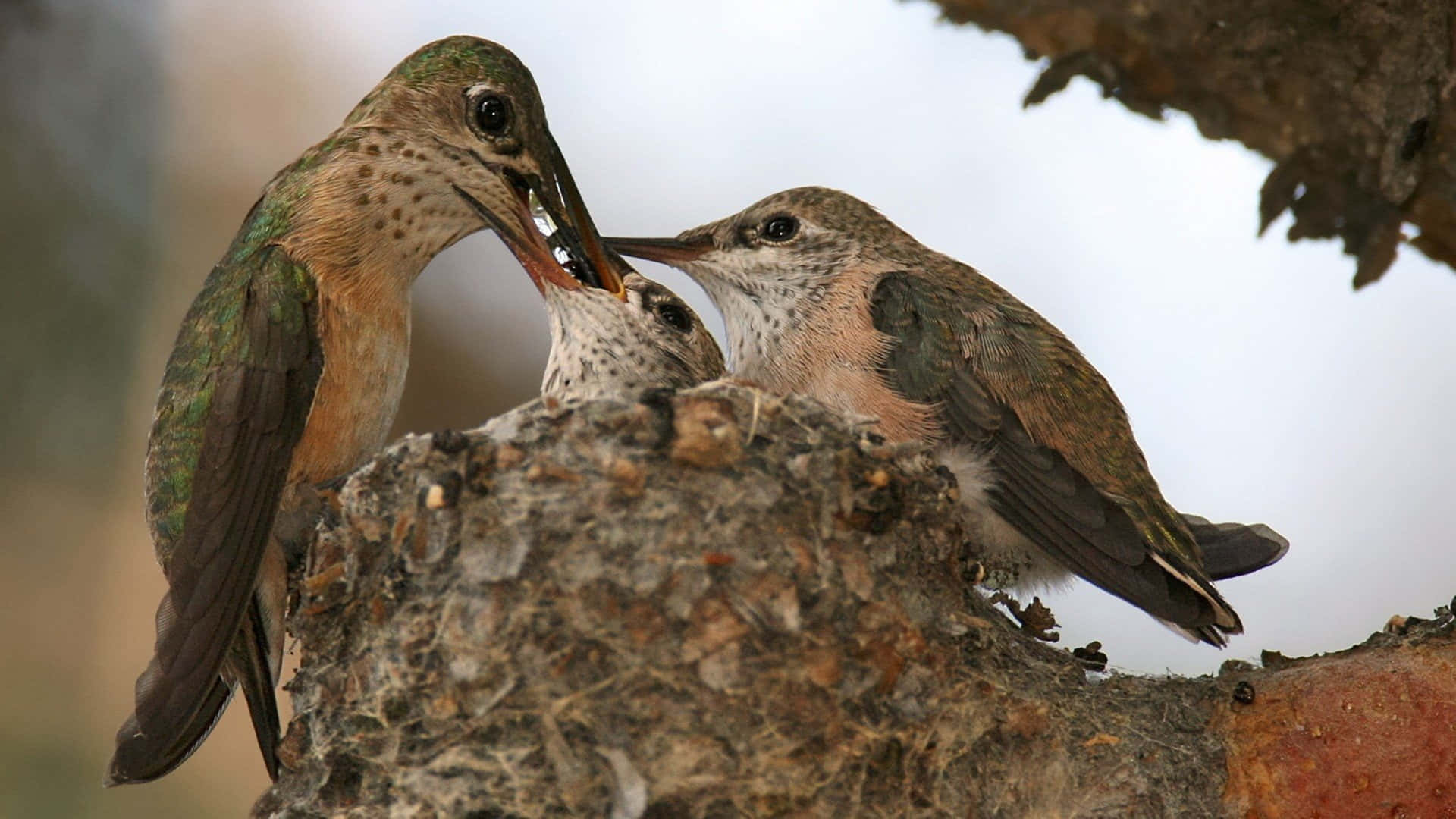 Hummingbird Nest 桌布 壁紙 — 蜂鳥媽媽在樹枝上的苔蘚巢中餵養雛鳥。