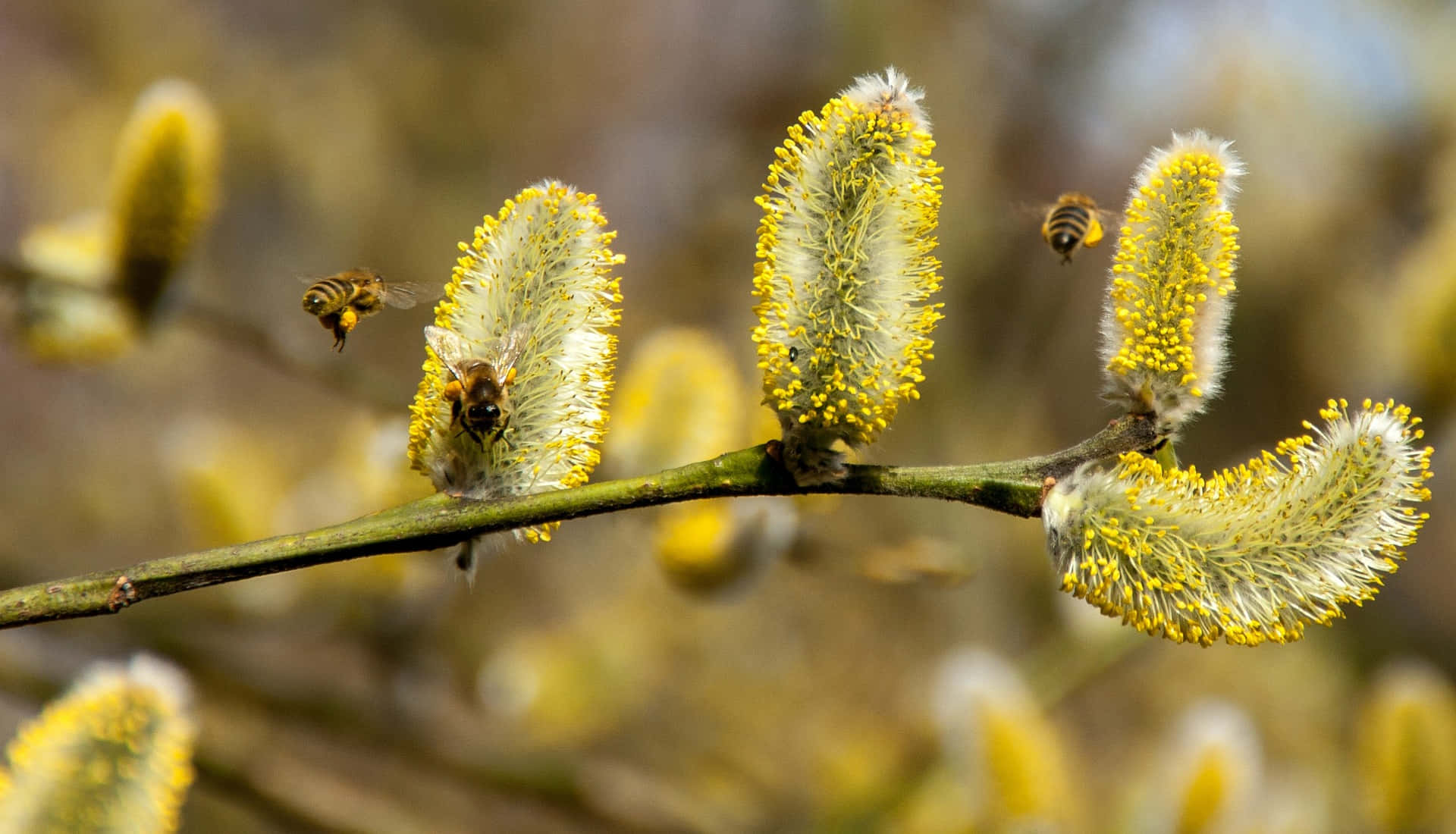 Spring Bees 桌布 壁紙 — 蜜蜂在柔和的春日陽光下盤旋並落在毛茸茸的黃色柳絮上，閃閃發光。