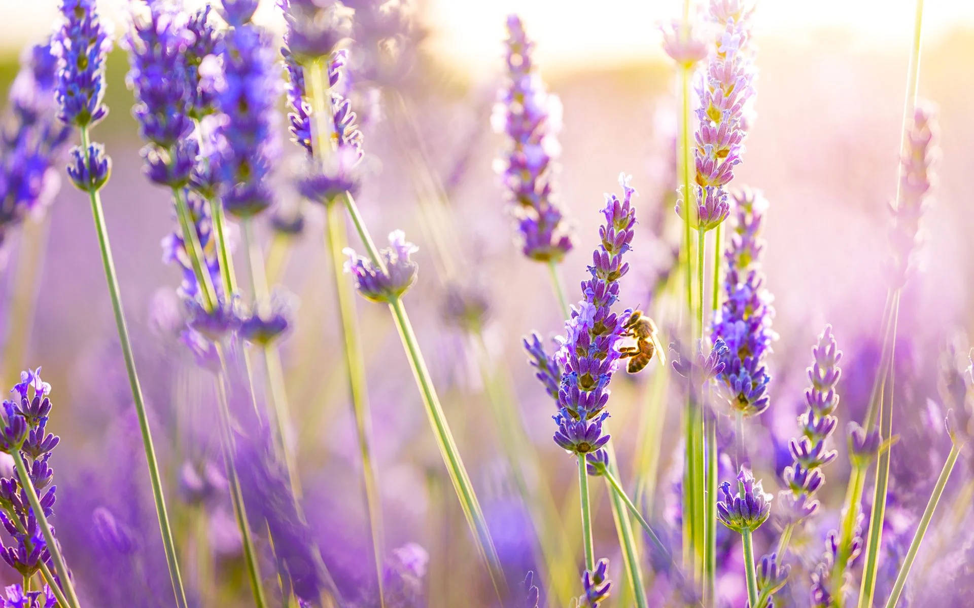 Lavender 桌布 壁紙 — 蜜蜂在溫暖的金色陽光下為充滿活力的紫色薰衣草花授粉，營造出夢幻般的田園場景。