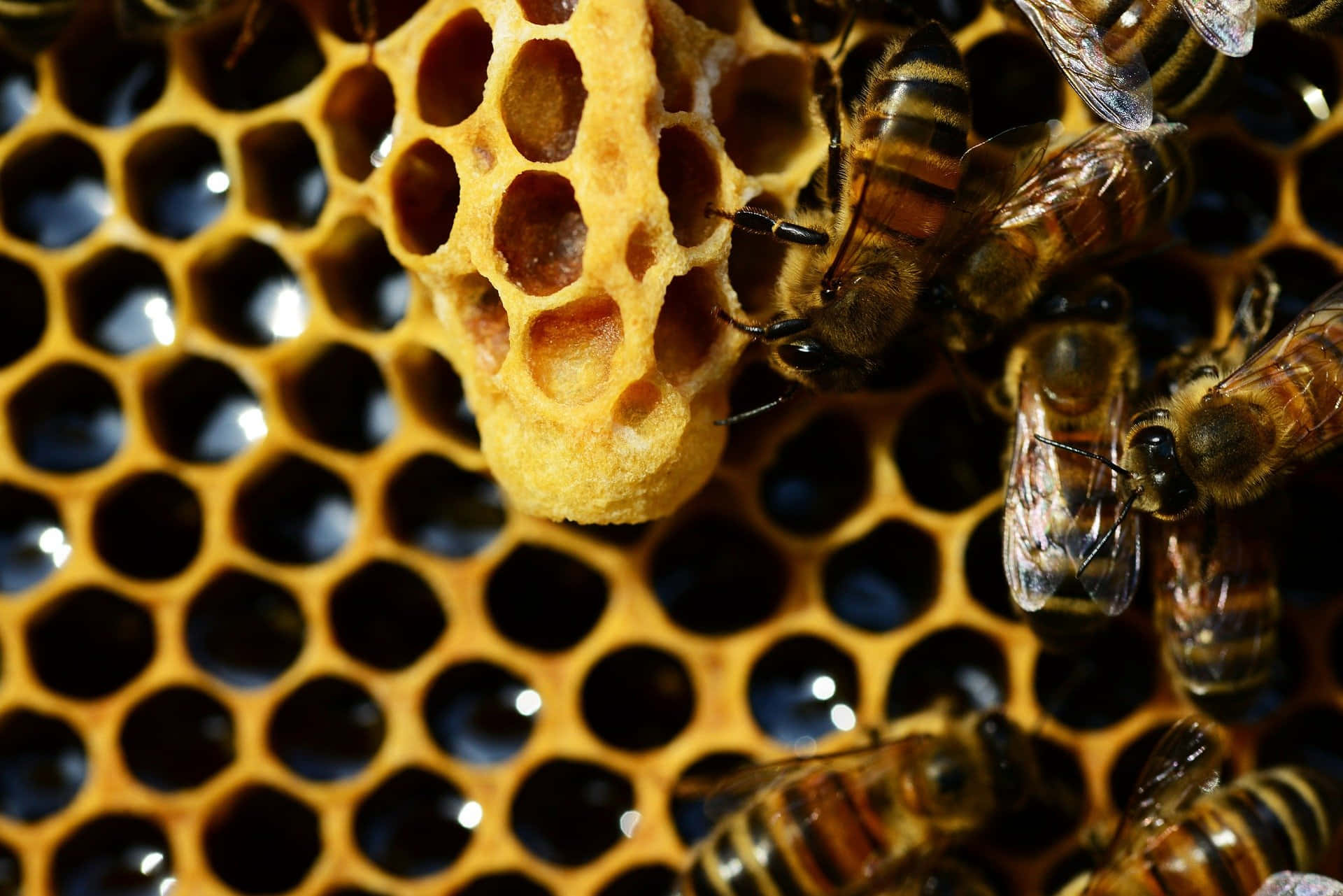 Queen Bee 桌布 壁紙 — 蜜蜂在金色蜂巢上積極工作，蜂蠟細胞閃閃發光的特寫。