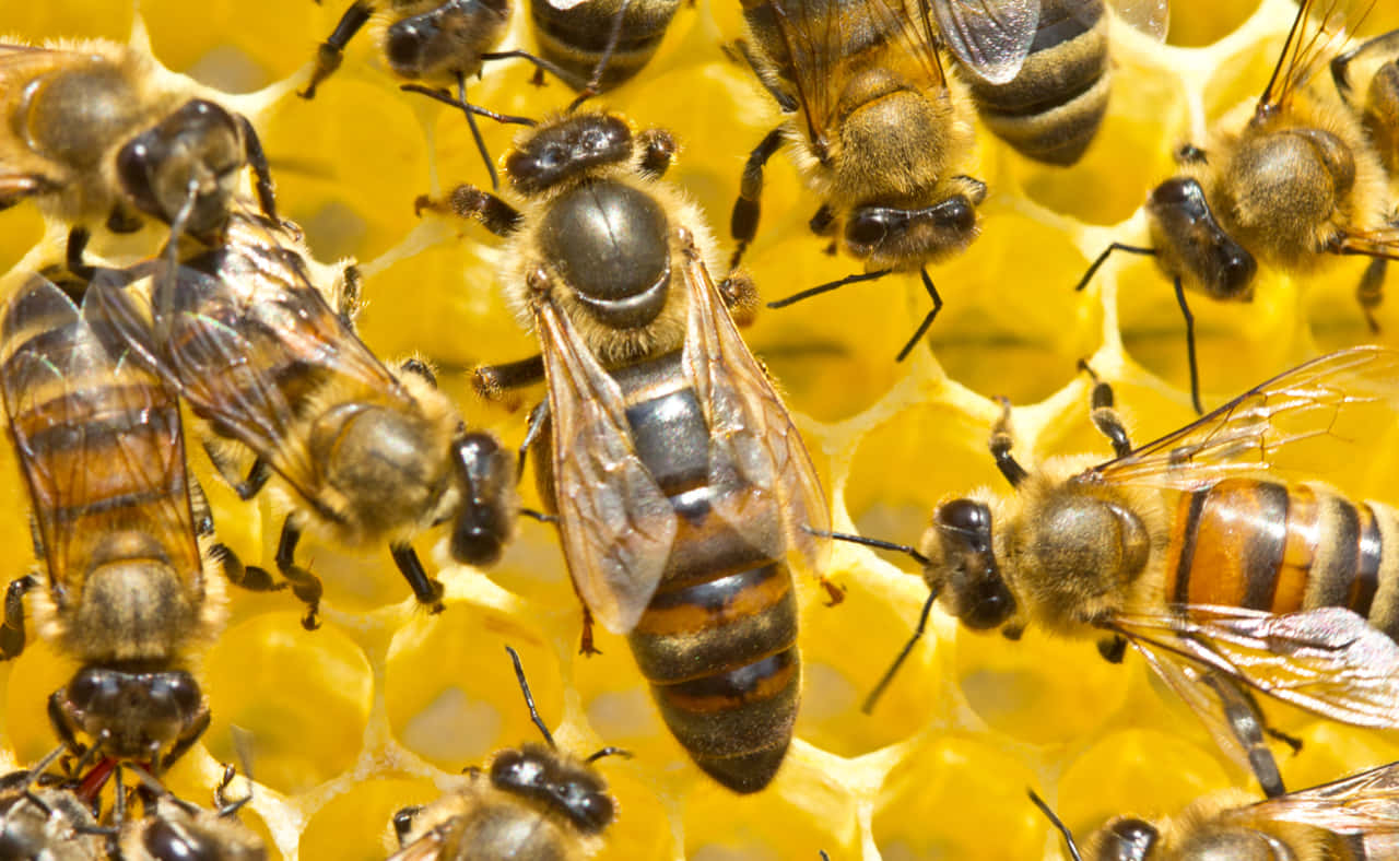 Queen Bee 桌布 壁紙 — 蜜蜂在鮮黃色蜂巢上活躍工作的特寫，蜂巢具有複雜的六角形蜂室。