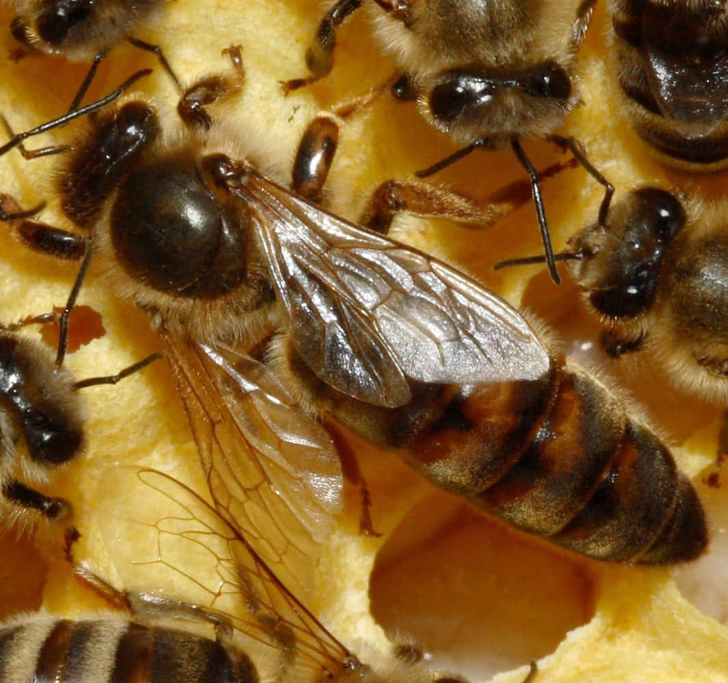 Queen Bee 桌布 壁紙 — 蜜蜂特寫，半透明翅膀和毛茸茸的身體聚集在金黃色的蜂巢細胞上。